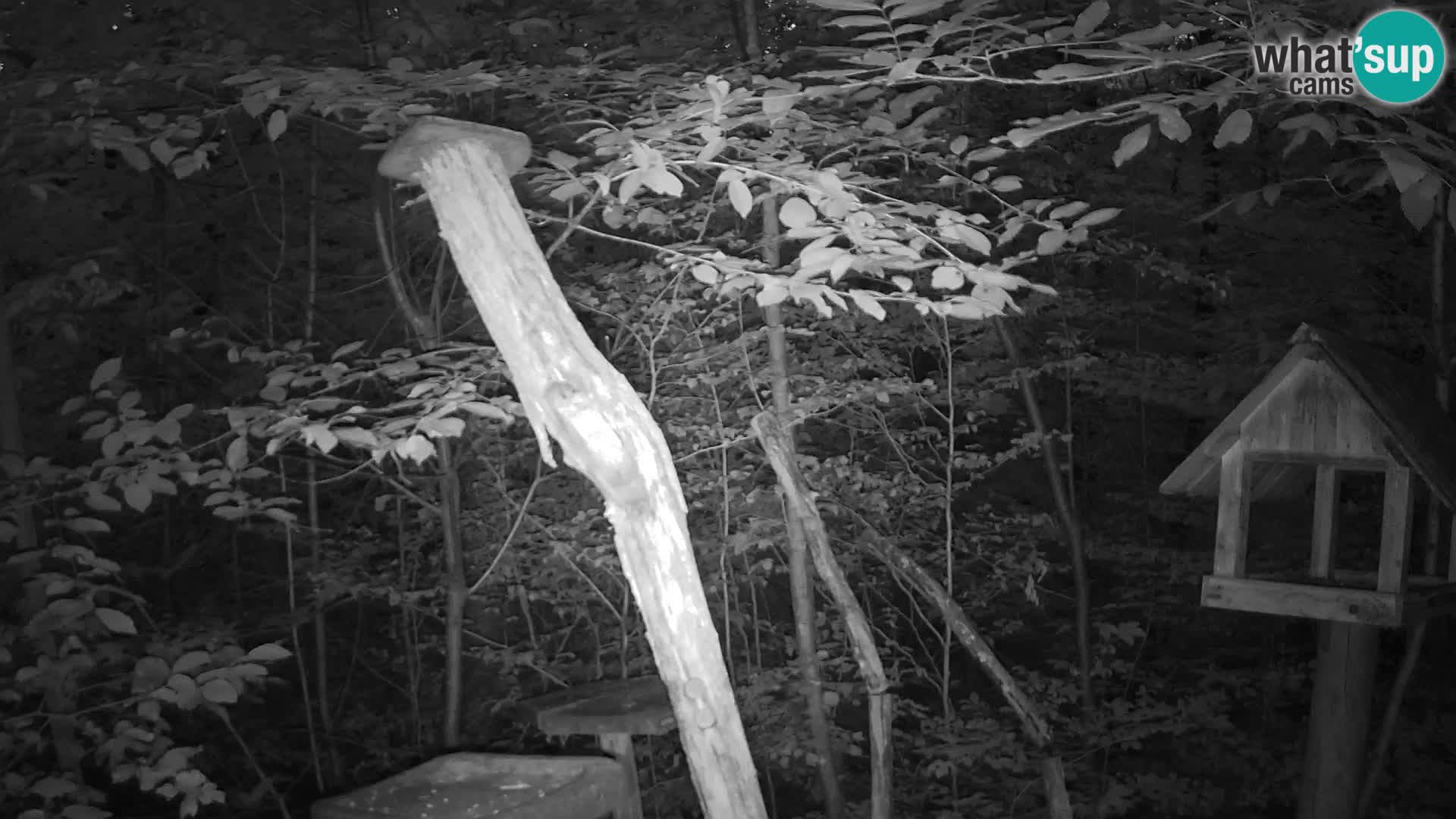 Bird feeders at ZOO Ljubljana webcam