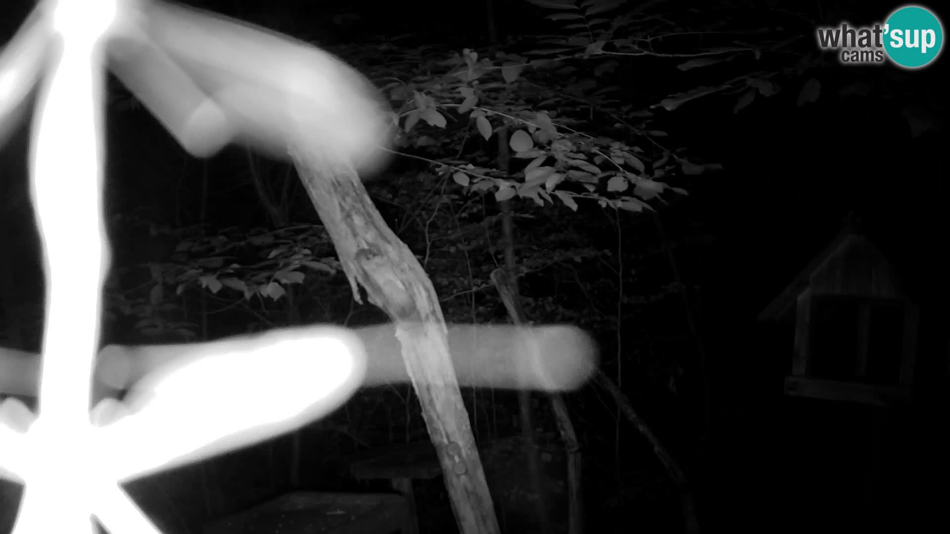Hranilice za ptice u ZOO web kamera Ljubljana