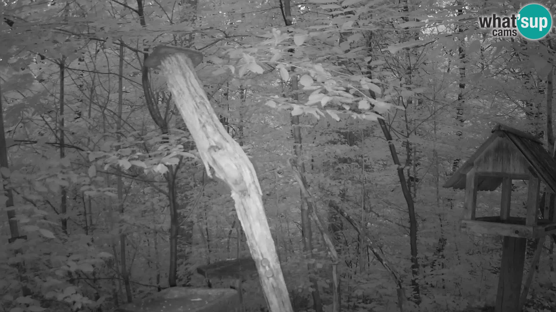 Mangeoires pour oiseaux au ZOO live webcam Ljubljana