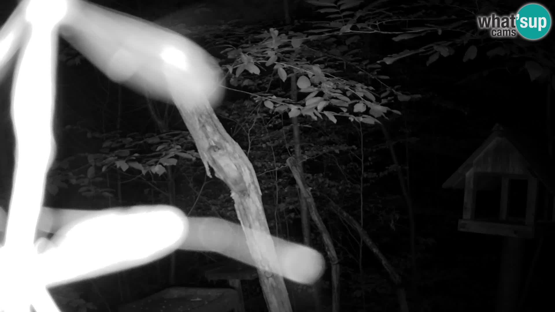 Hranilice za ptice u ZOO web kamera Ljubljana