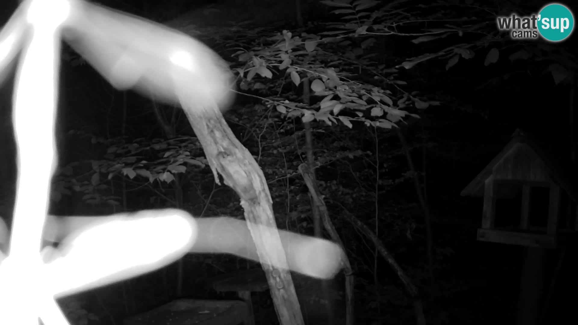 Mangiatoie per uccelli allo ZOO di Lubiana livecam
