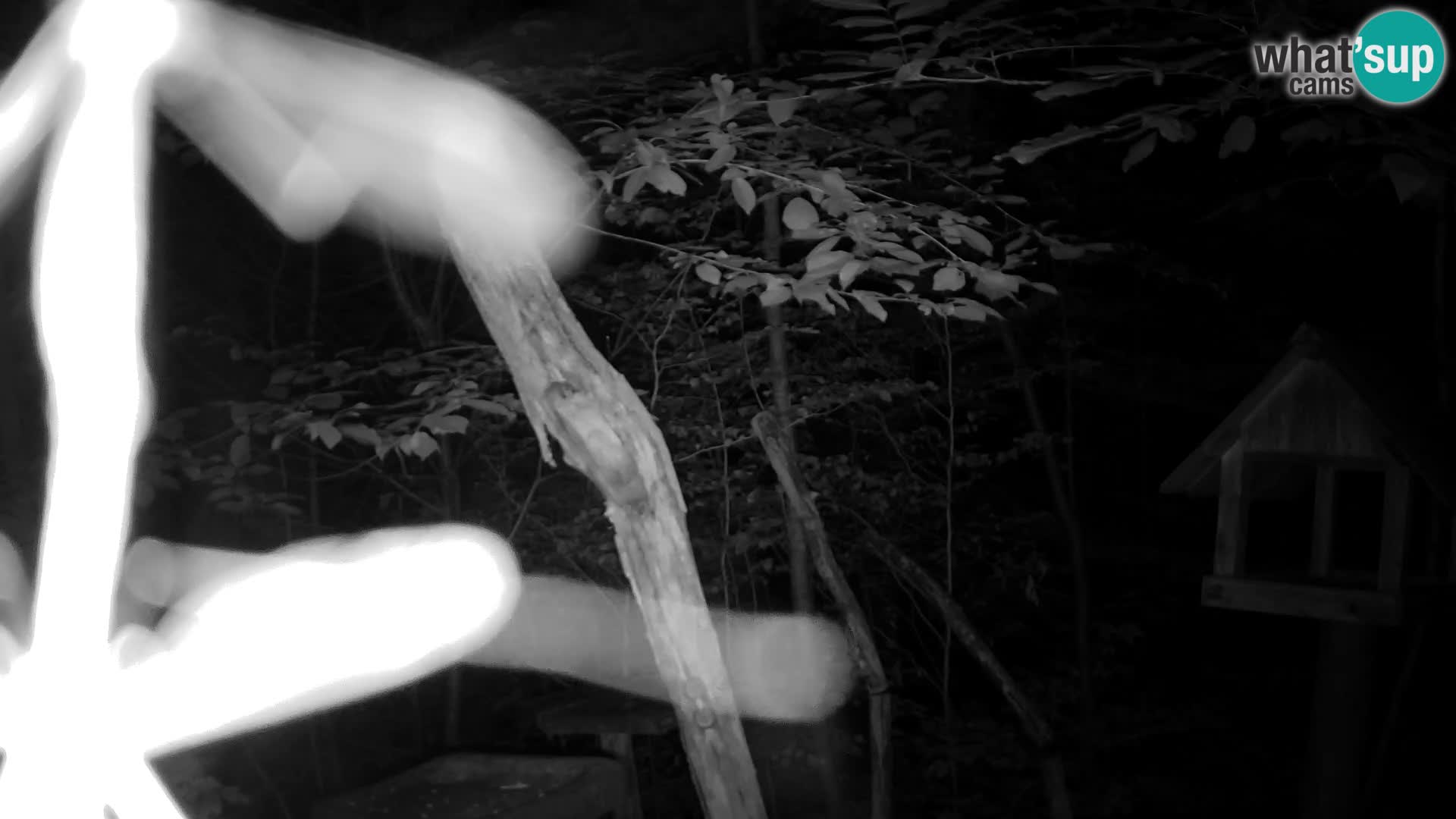 Krmilnice za ptiče v ZOO Ljubljana spletna kamera