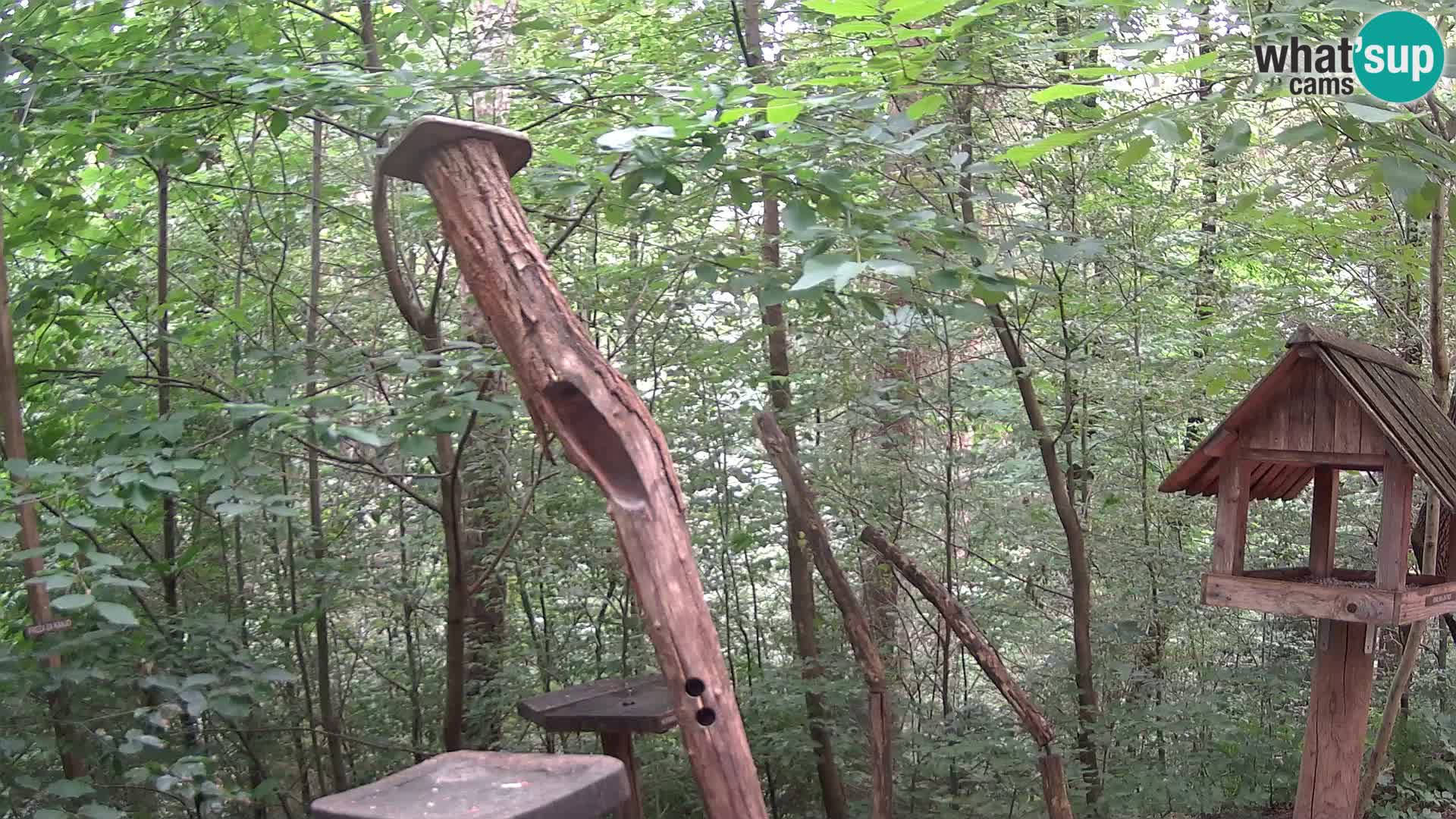 Krmilnice za ptiče v ZOO Ljubljana spletna kamera