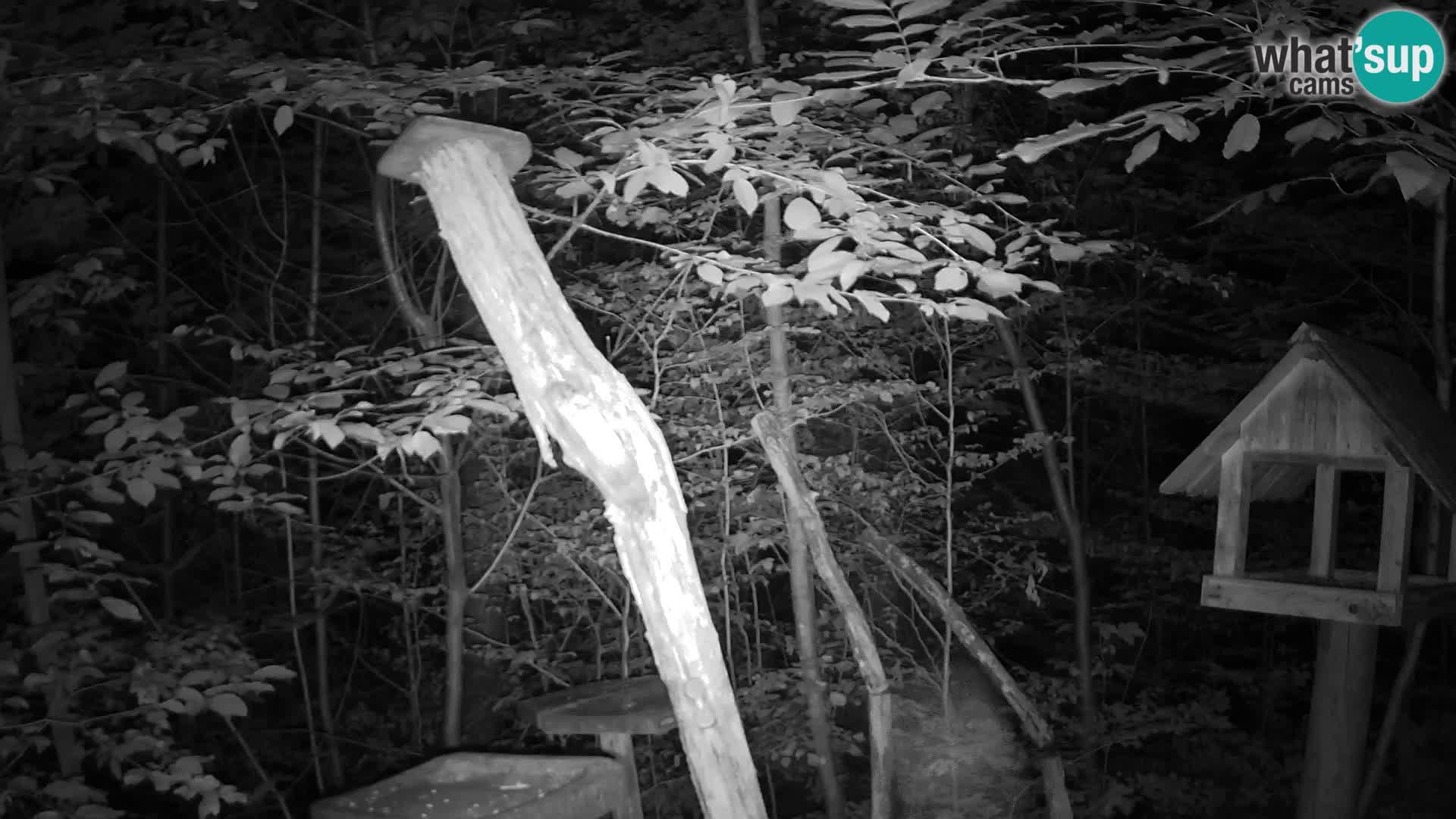 Bird feeders at ZOO Ljubljana webcam