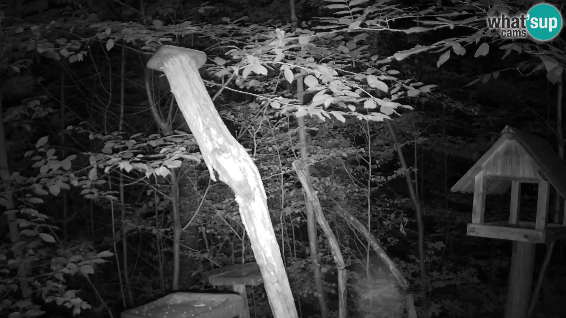 Mangeoires pour oiseaux au ZOO live webcam Ljubljana