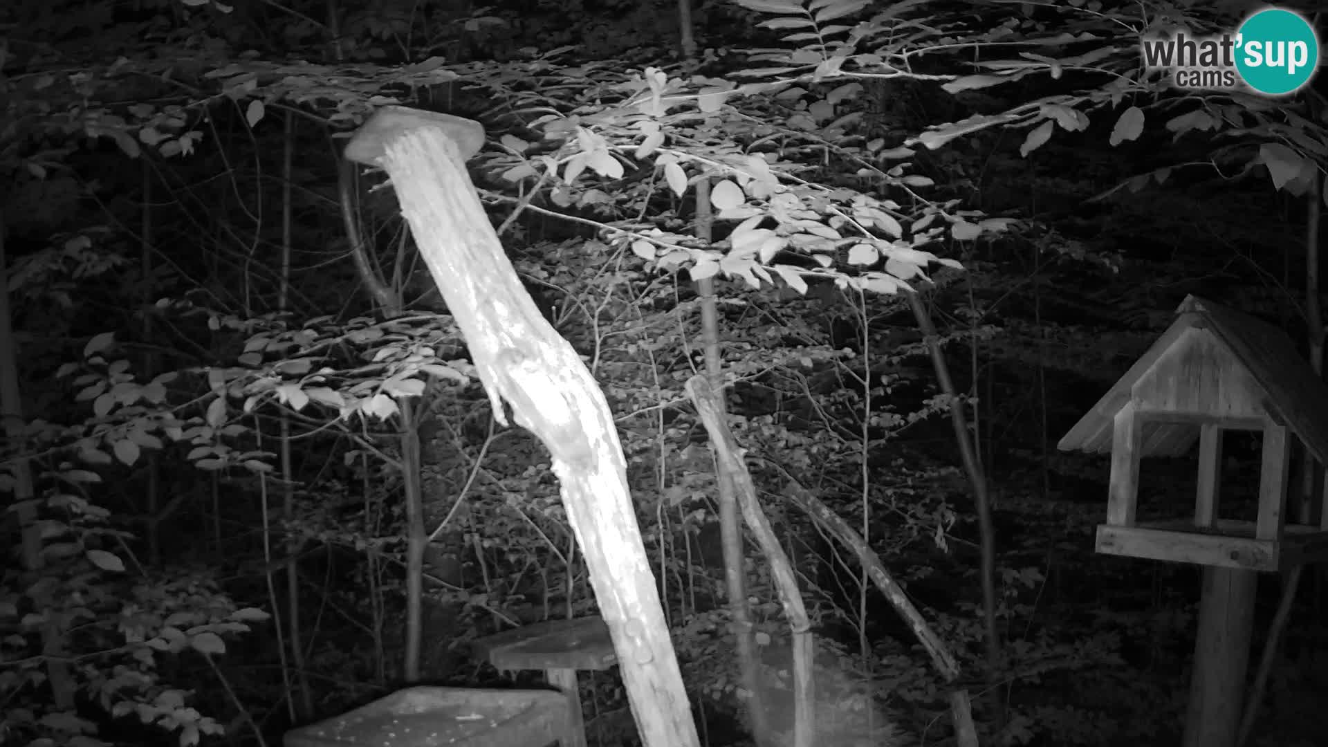 Bird feeders at ZOO Ljubljana webcam