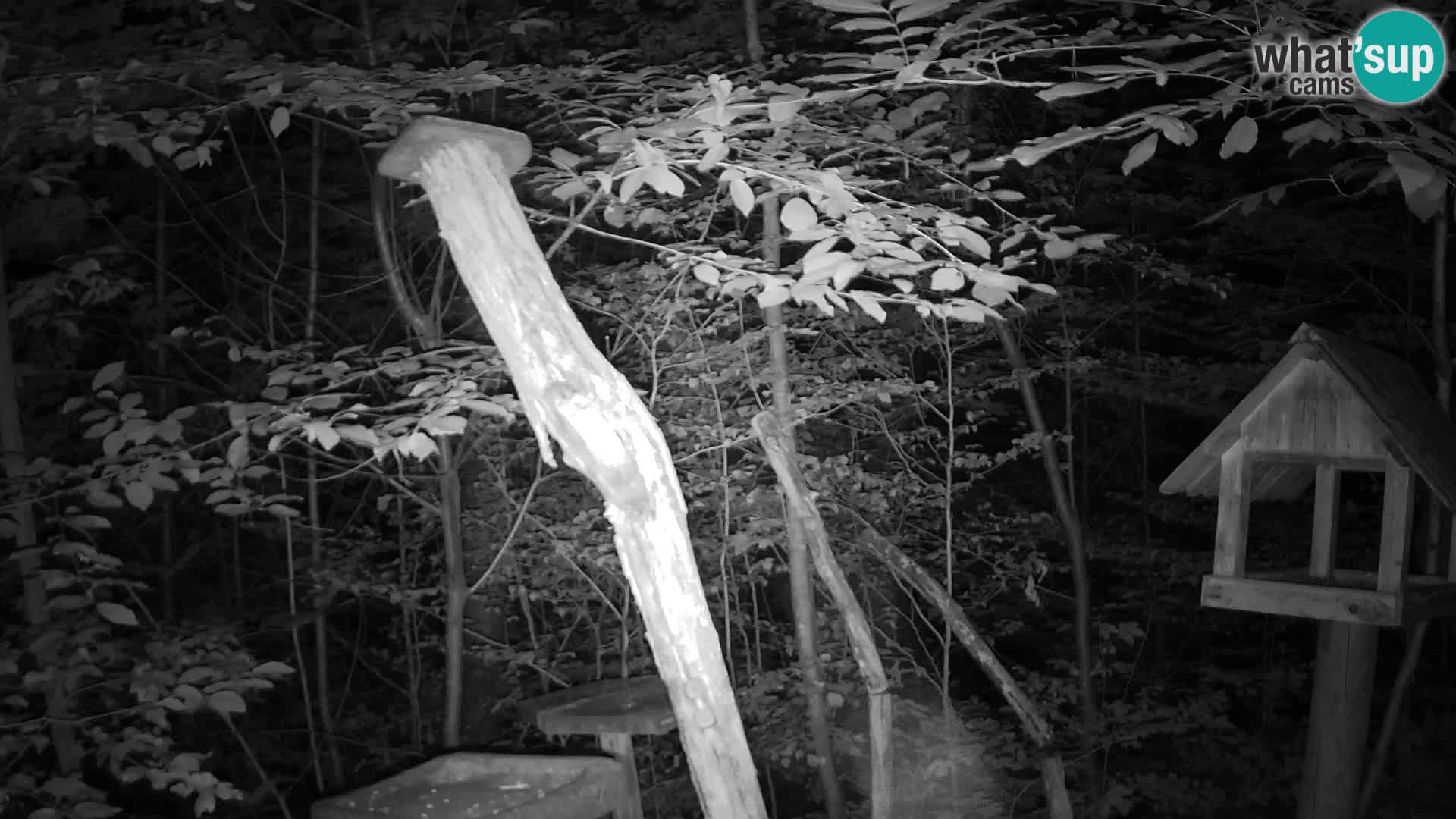 Mangeoires pour oiseaux au ZOO live webcam Ljubljana