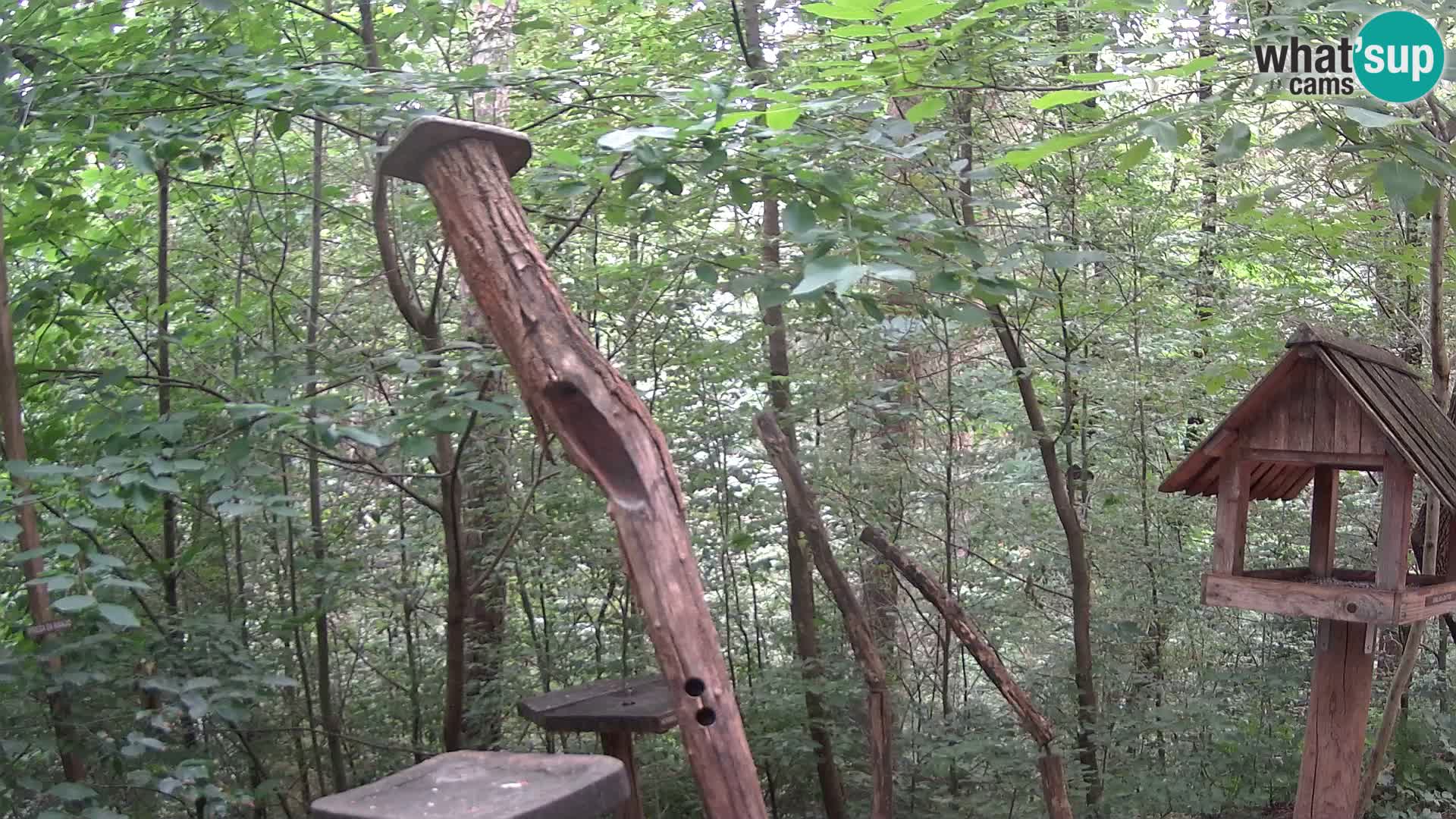 Comederos para pájaros en ZOO Ljubljana camera en vivo