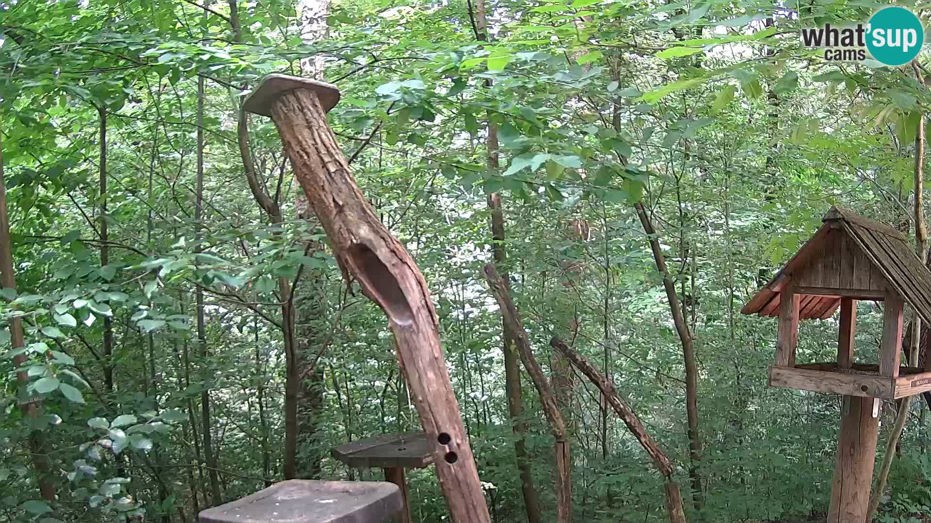 Bird feeders at ZOO Ljubljana webcam
