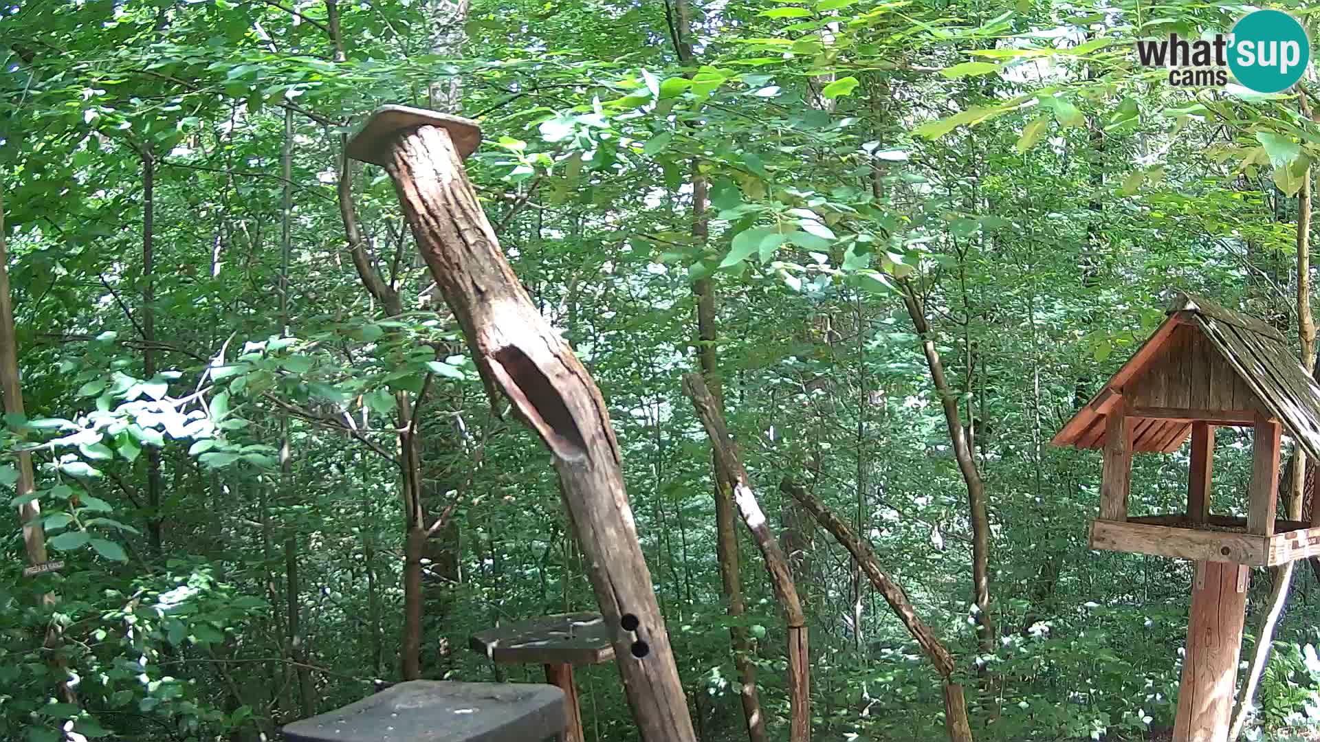 Bird feeders at ZOO Ljubljana webcam