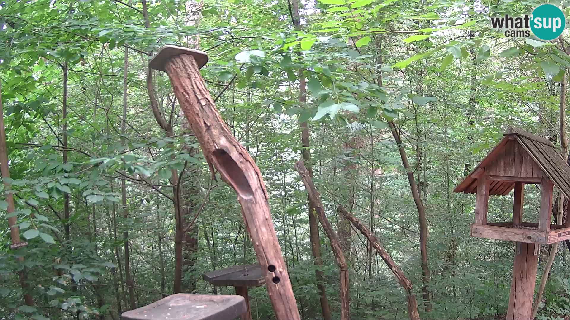 Bird feeders at ZOO Ljubljana webcam