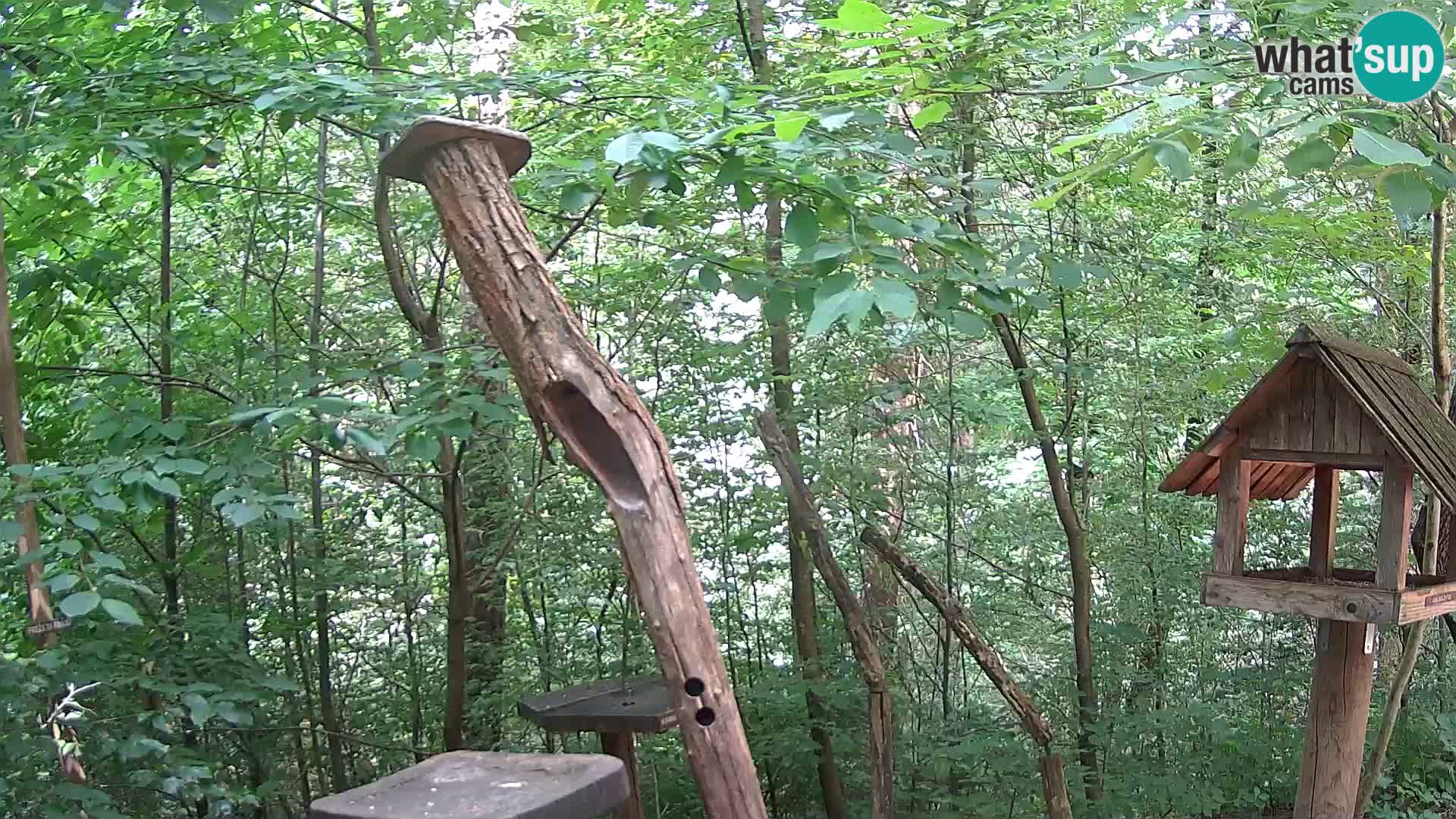 Vogelfutterhäuschen im ZOO webcam Ljubljana