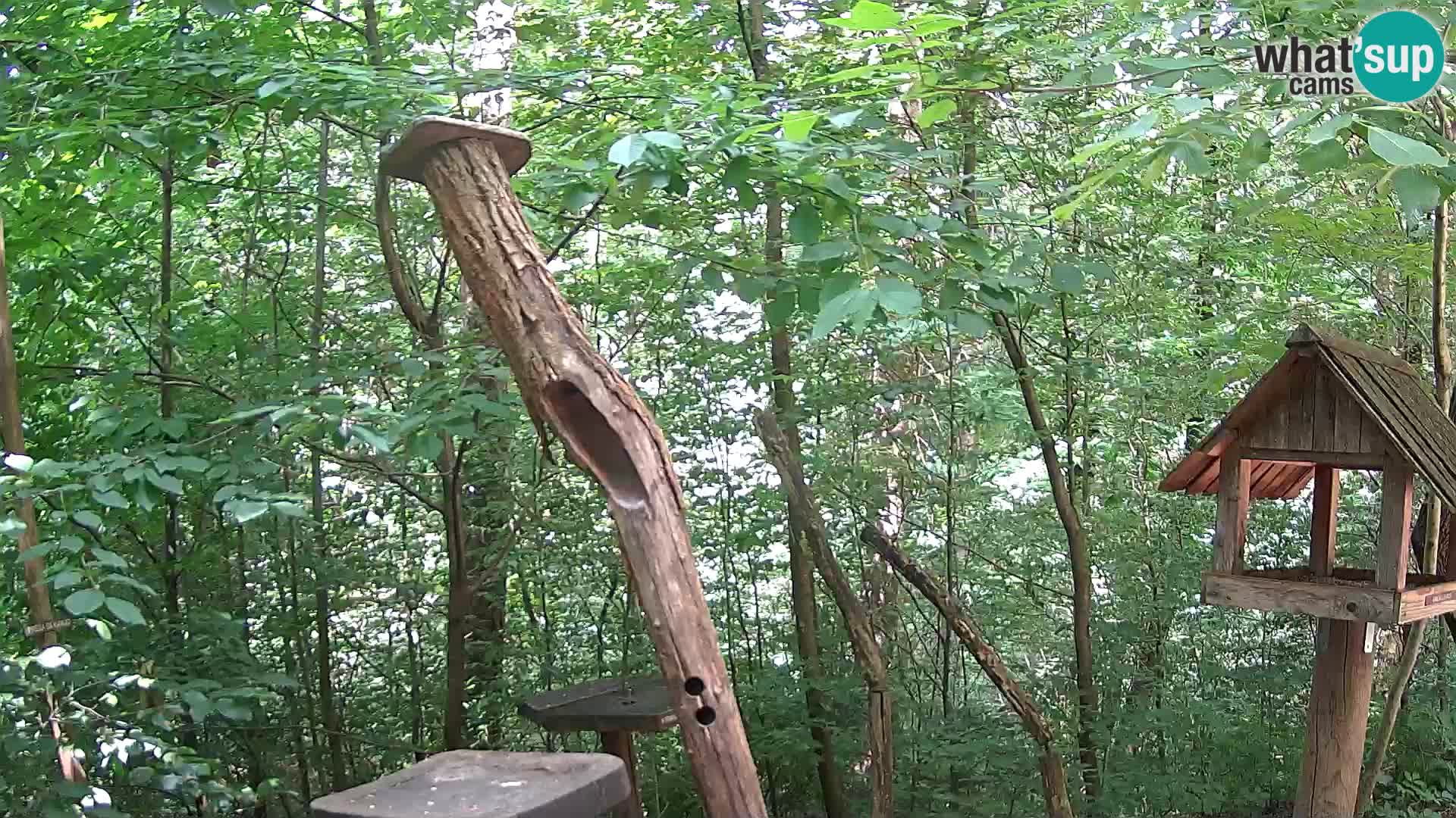 Comederos para pájaros en ZOO Ljubljana camera en vivo