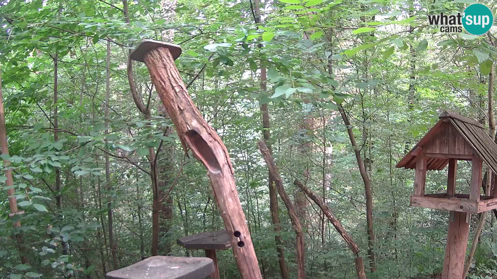Comederos para pájaros en ZOO Ljubljana camera en vivo
