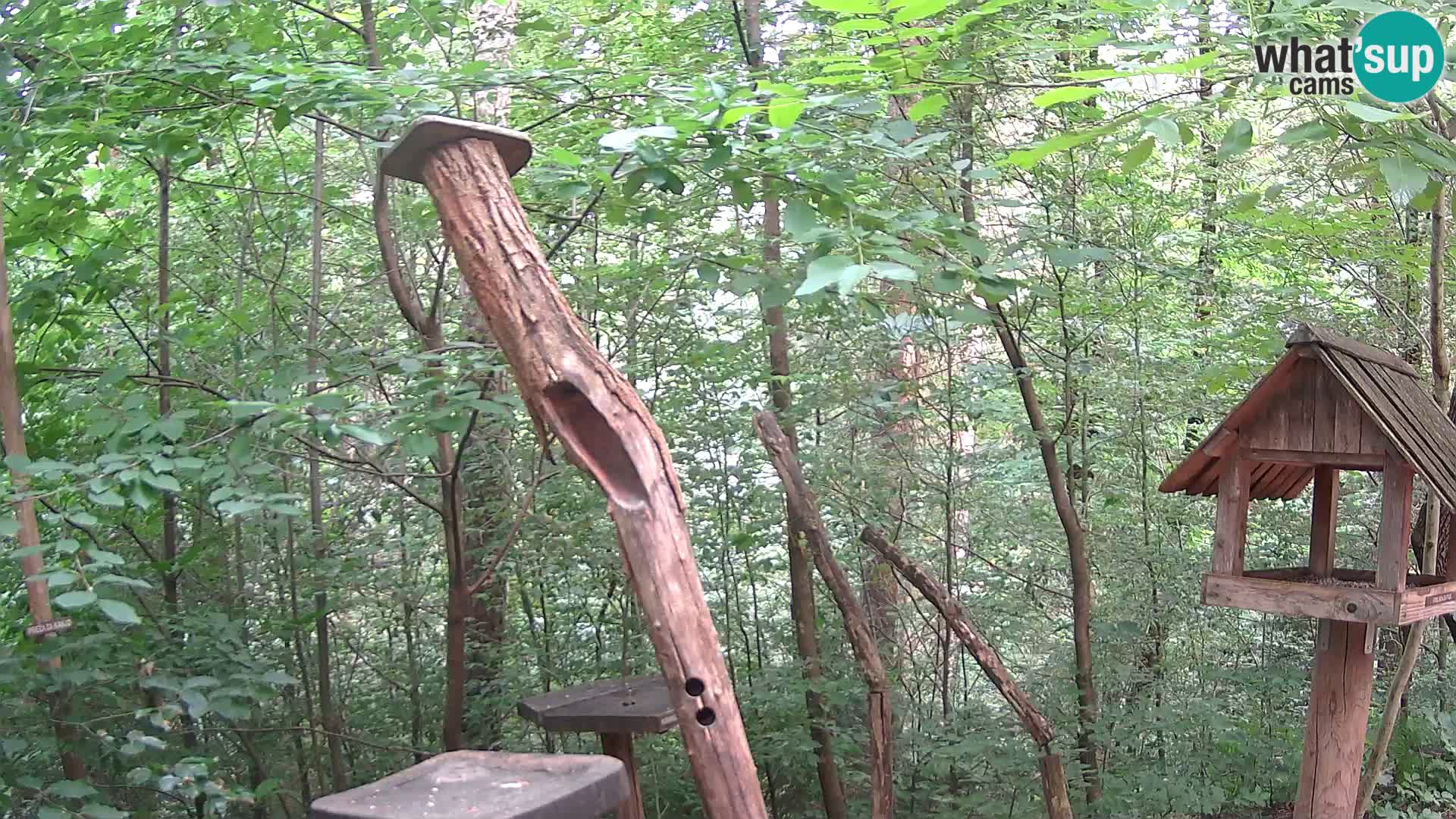 Bird feeders at ZOO Ljubljana webcam