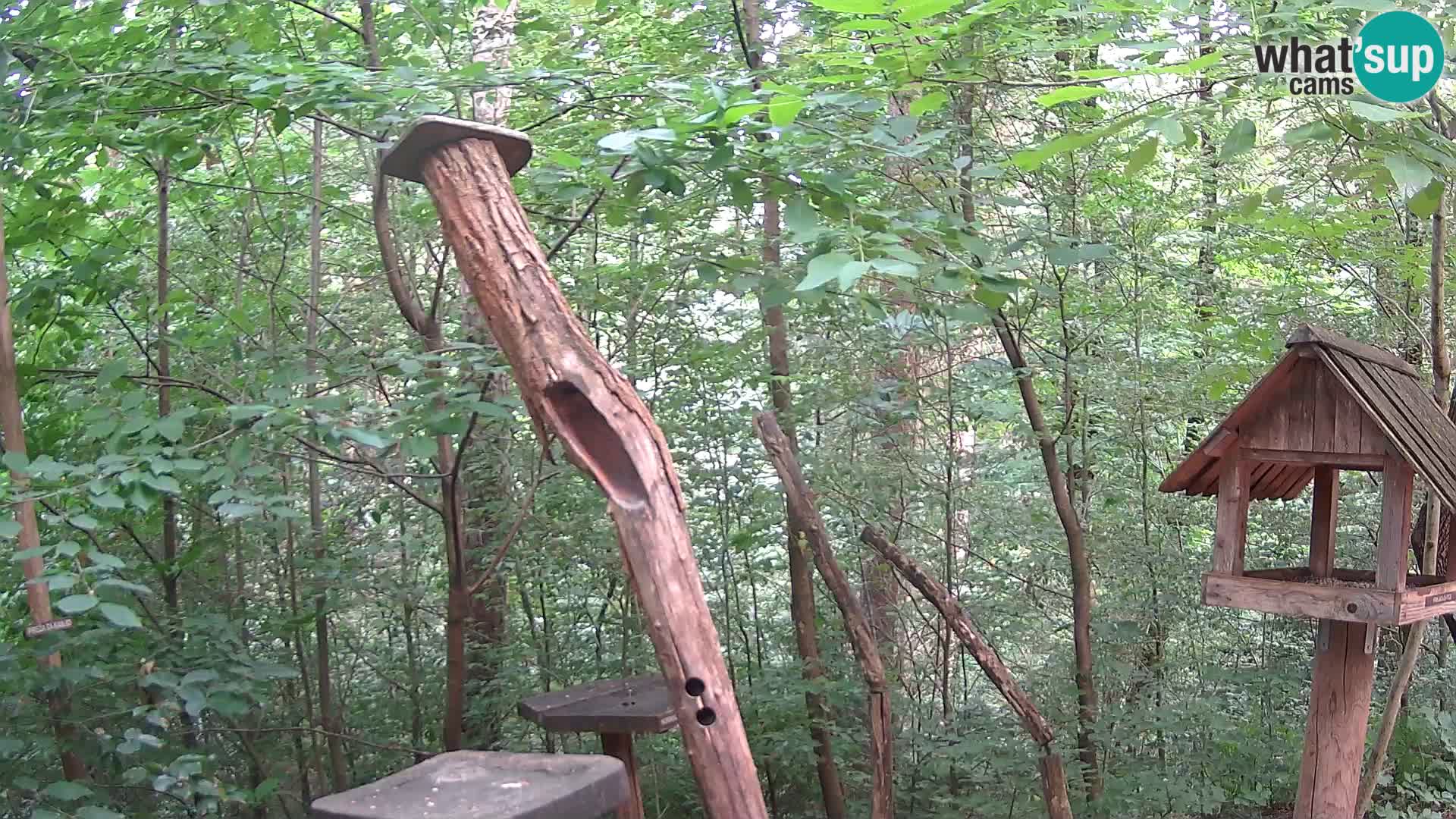Hranilice za ptice u ZOO web kamera Ljubljana