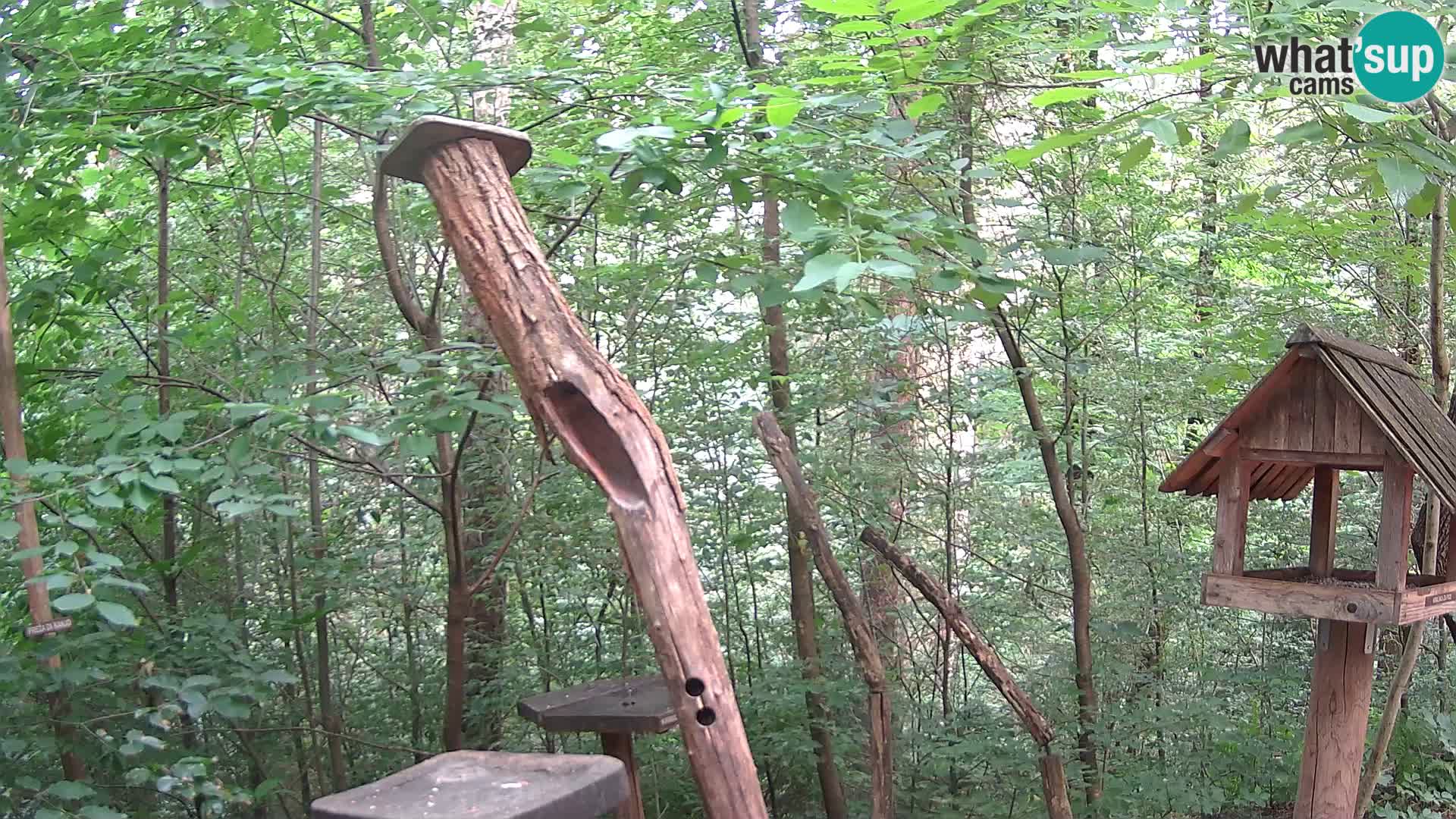 Mangeoires pour oiseaux au ZOO live webcam Ljubljana