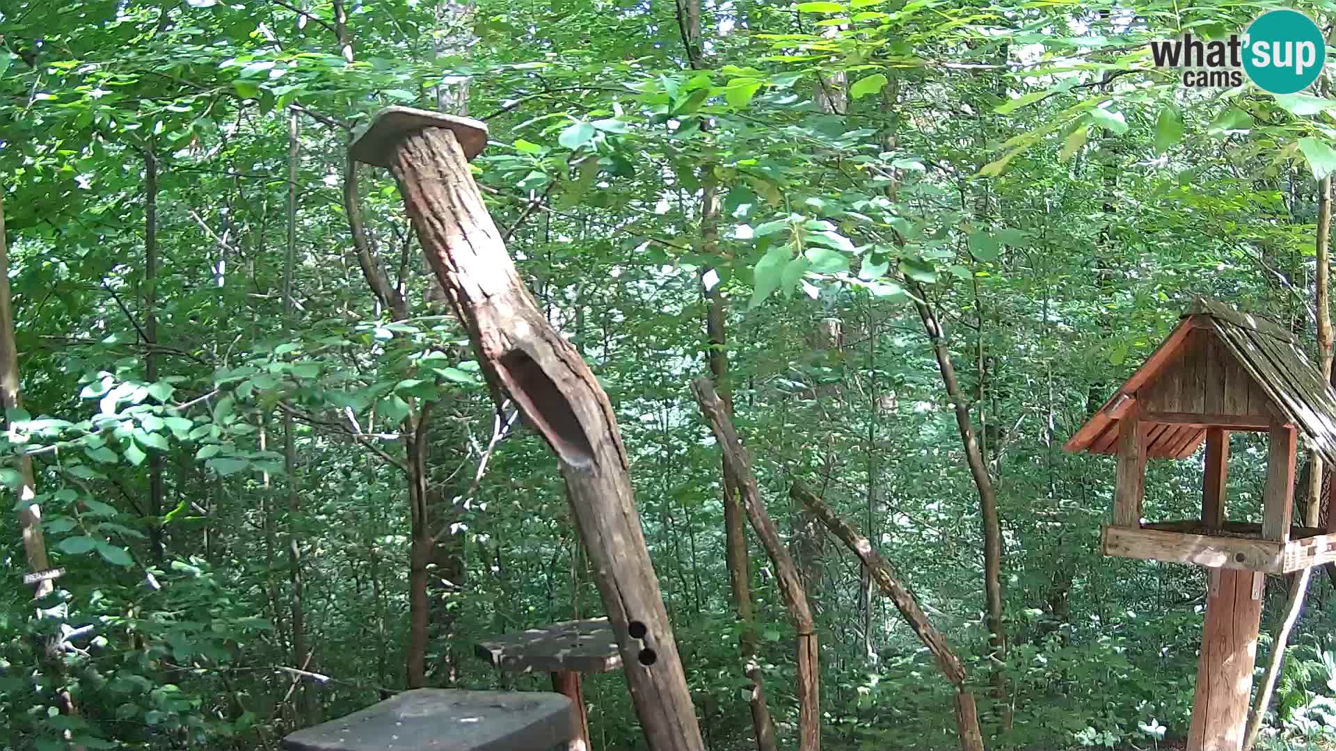 Krmilnice za ptiče v ZOO Ljubljana spletna kamera