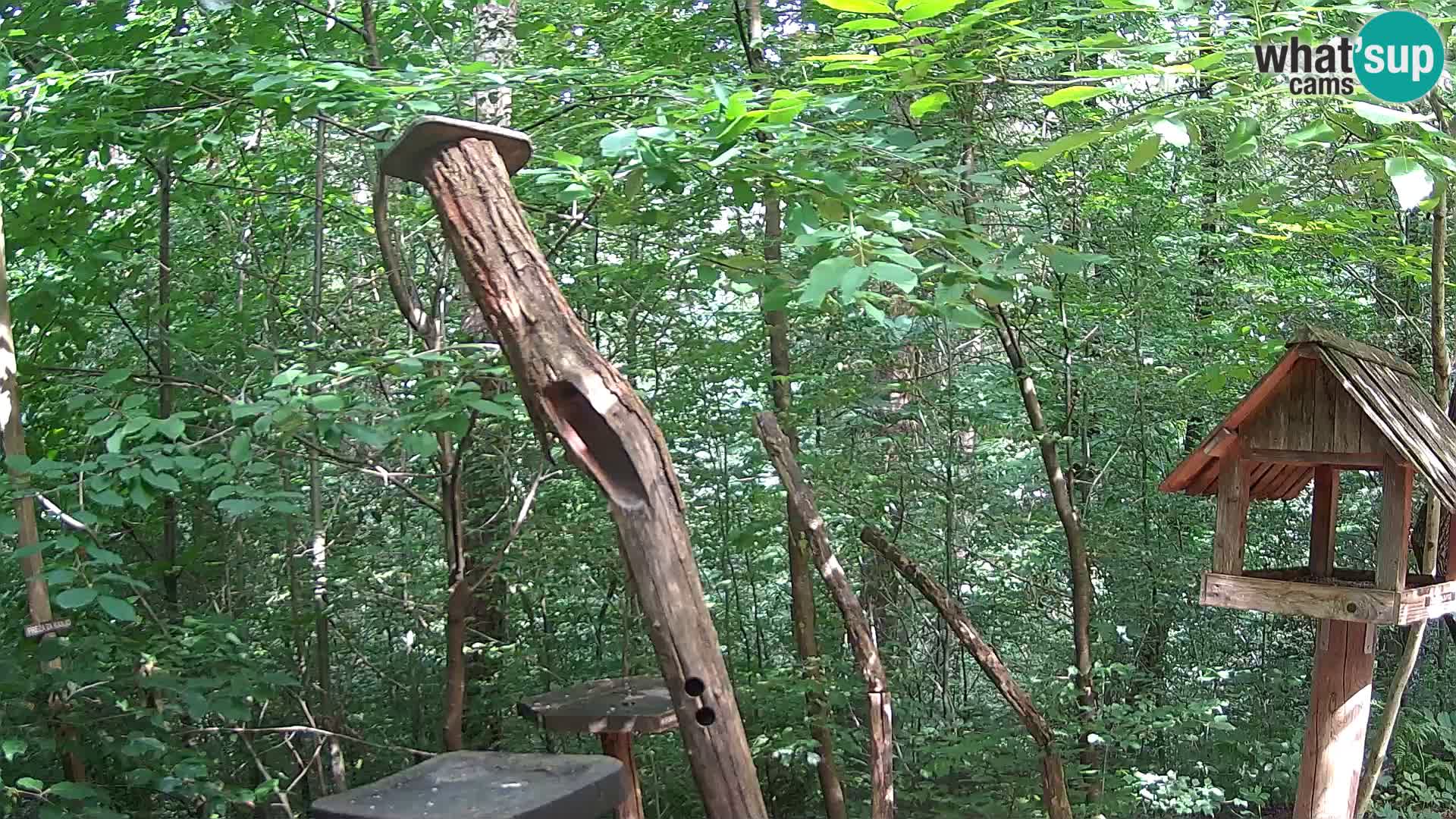 Vogelfutterhäuschen im ZOO webcam Ljubljana