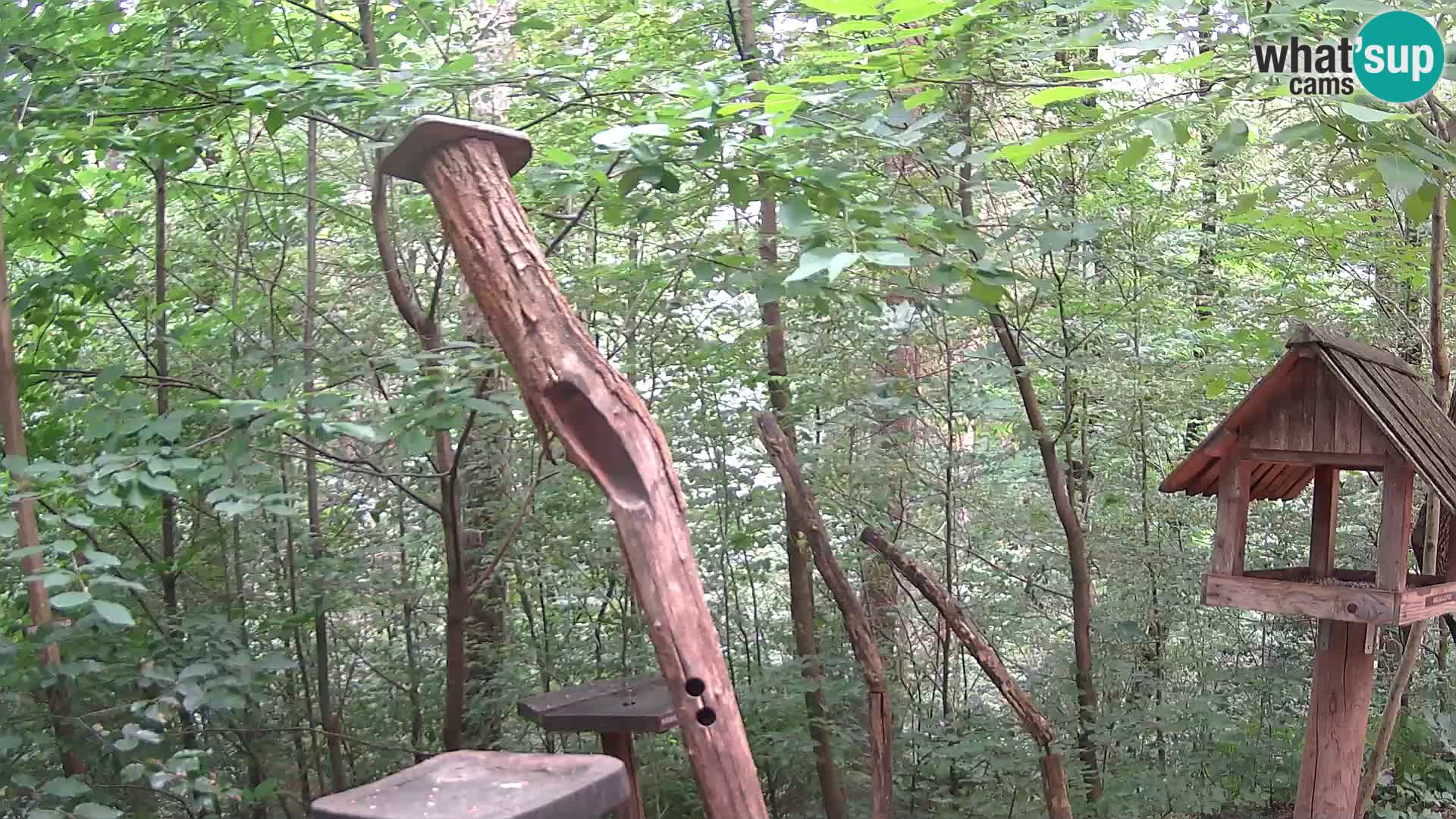 Comederos para pájaros en ZOO Ljubljana camera en vivo