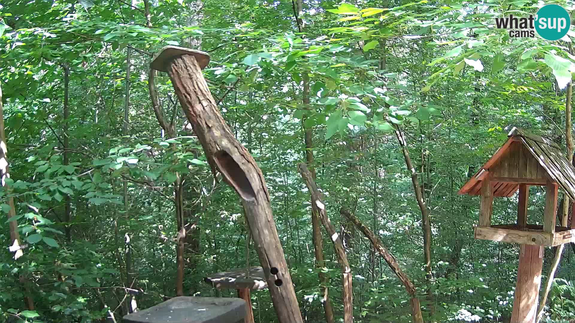 Comederos para pájaros en ZOO Ljubljana camera en vivo