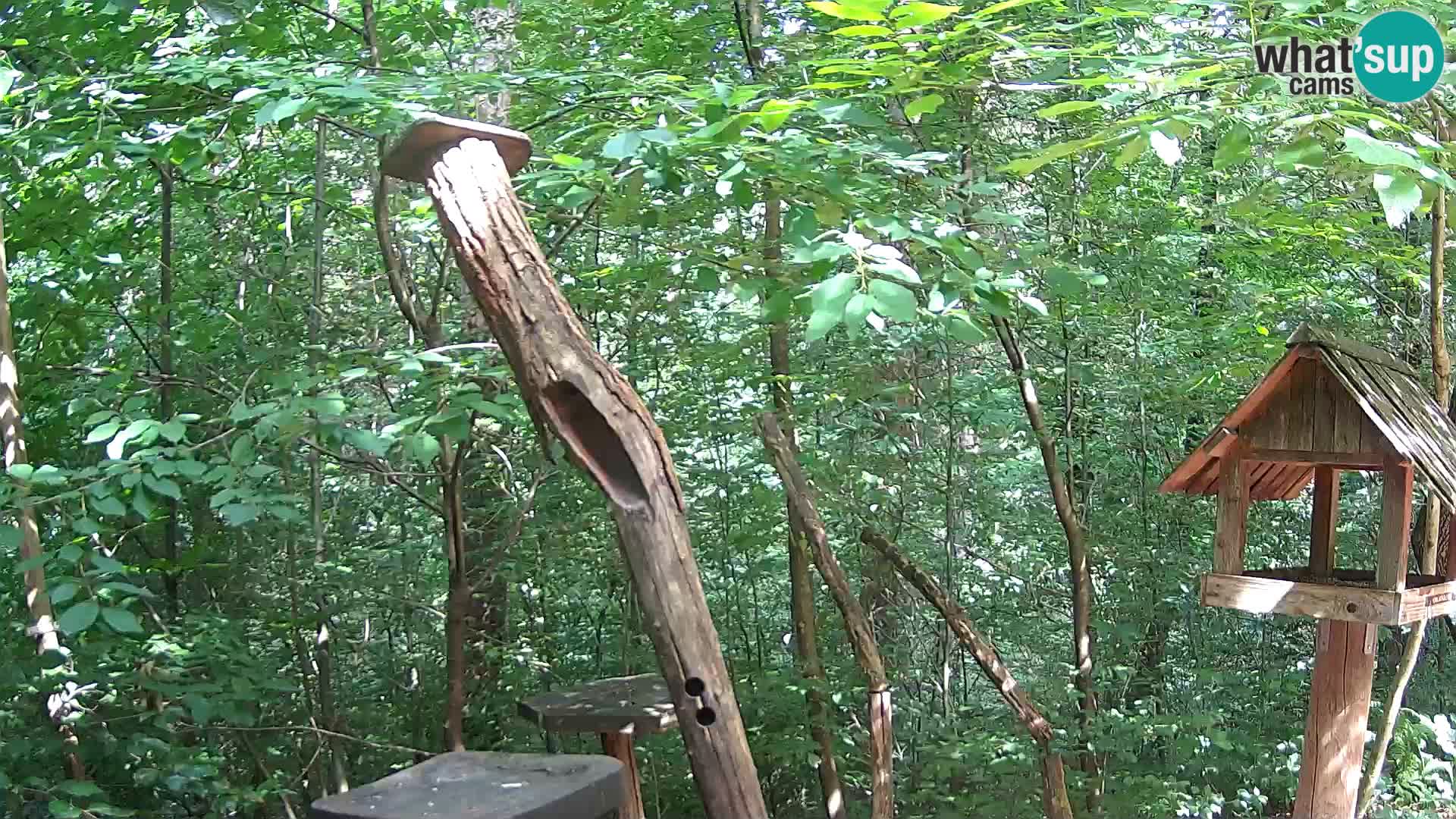 Bird feeders at ZOO Ljubljana webcam