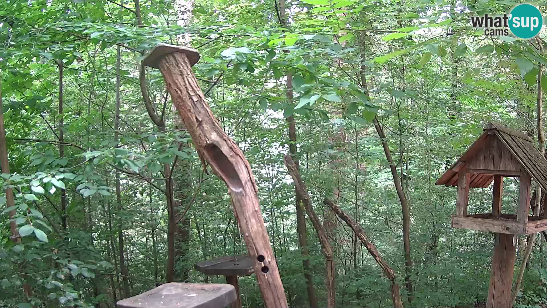 Hranilice za ptice u ZOO web kamera Ljubljana