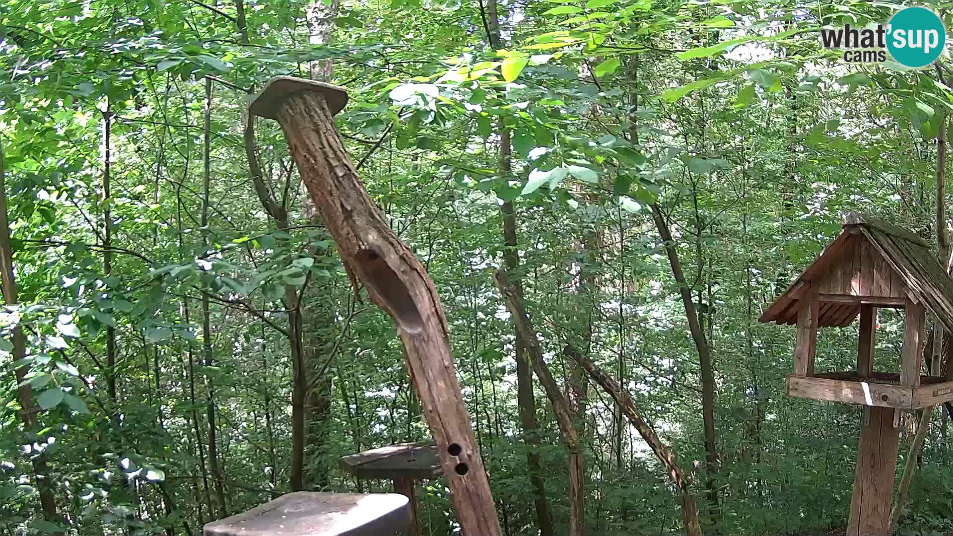 Comederos para pájaros en ZOO Ljubljana camera en vivo