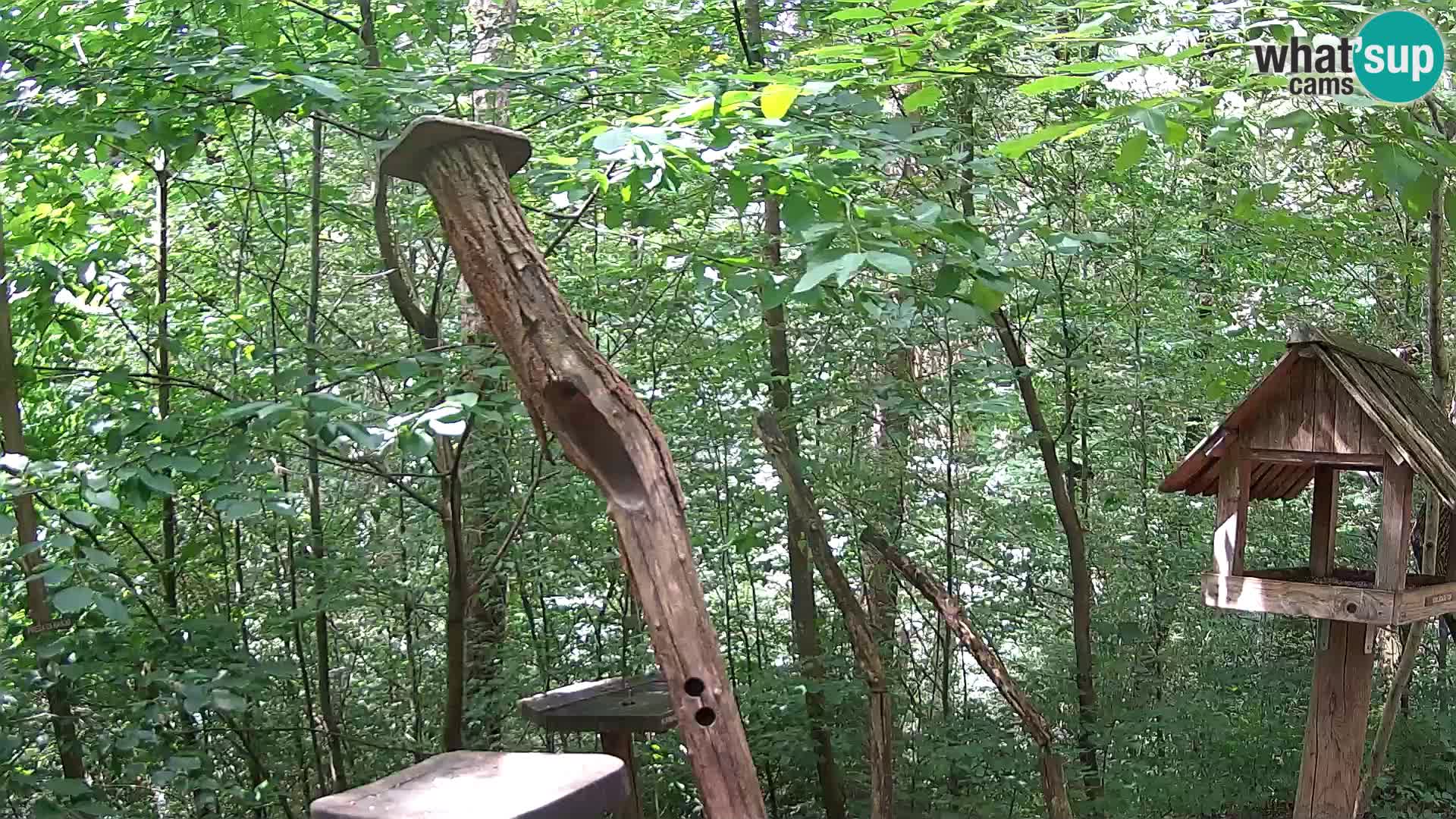 Bird feeders at ZOO Ljubljana webcam