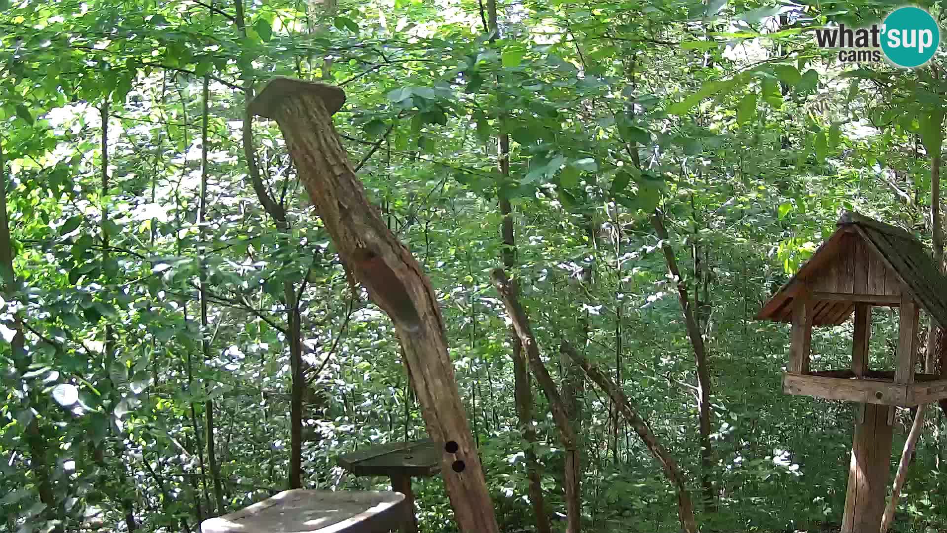 Krmilnice za ptiče v ZOO Ljubljana spletna kamera