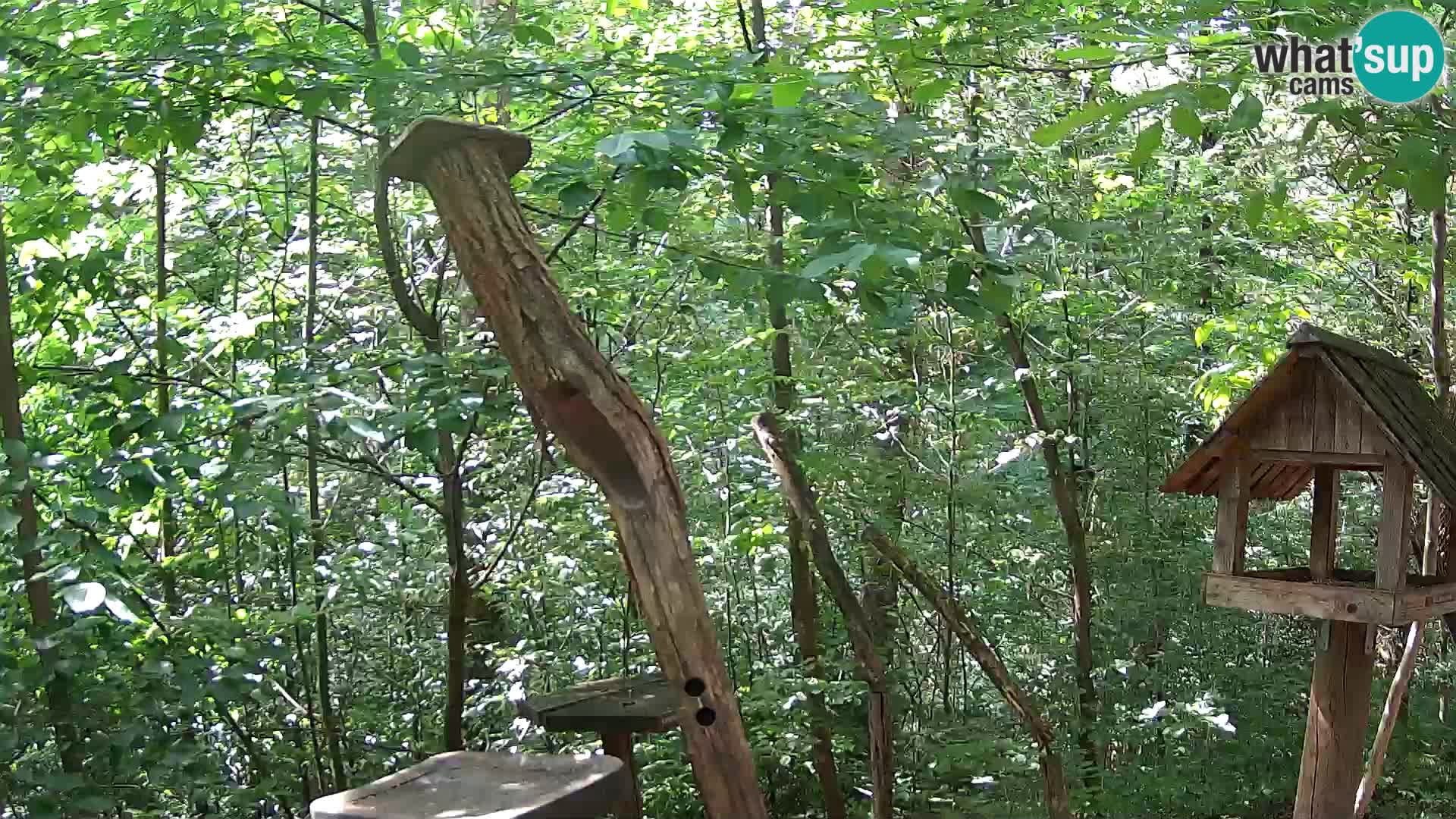 Comederos para pájaros en ZOO Ljubljana camera en vivo