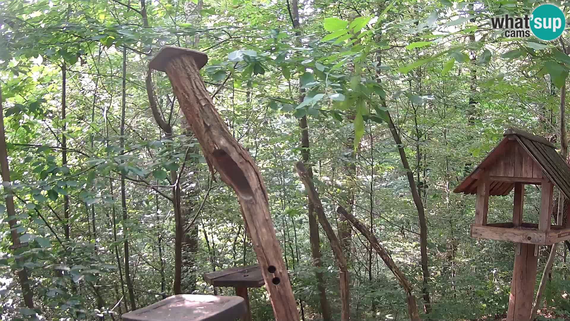 Krmilnice za ptiče v ZOO Ljubljana spletna kamera