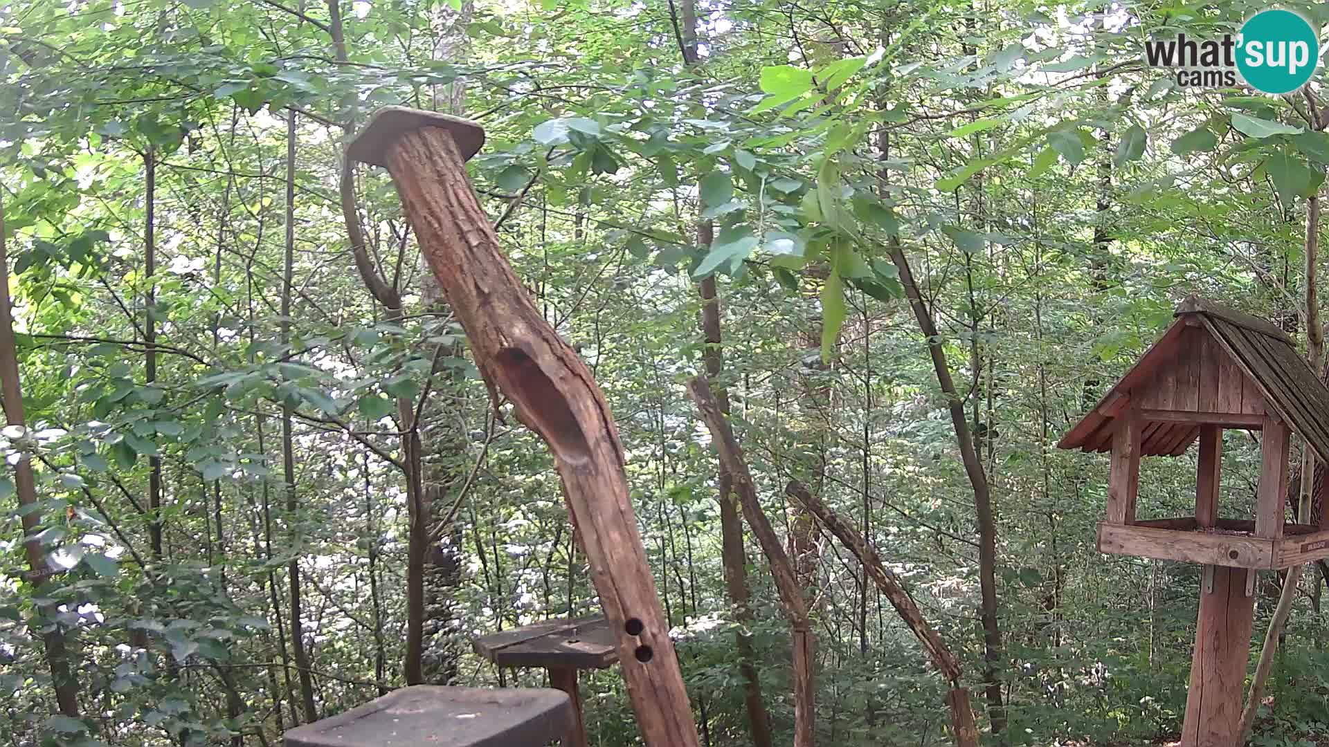 Comederos para pájaros en ZOO Ljubljana camera en vivo