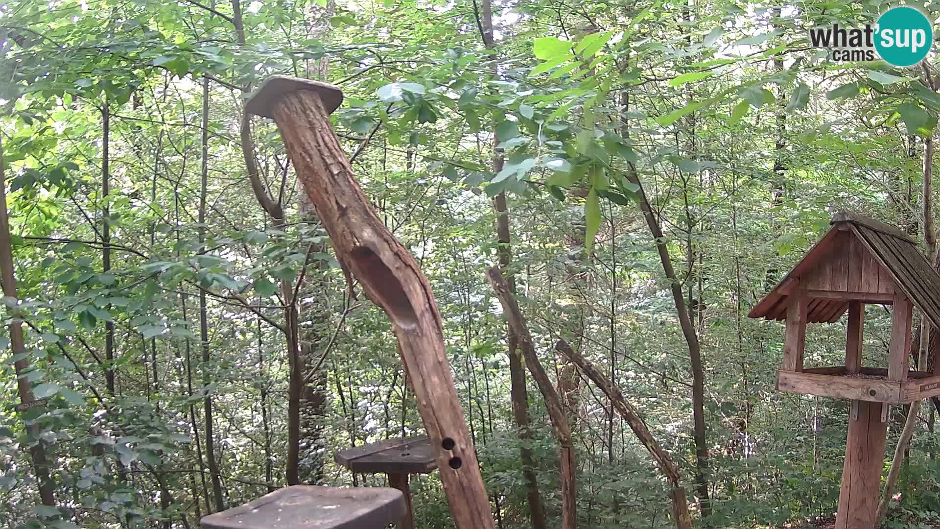 Bird feeders at ZOO Ljubljana webcam