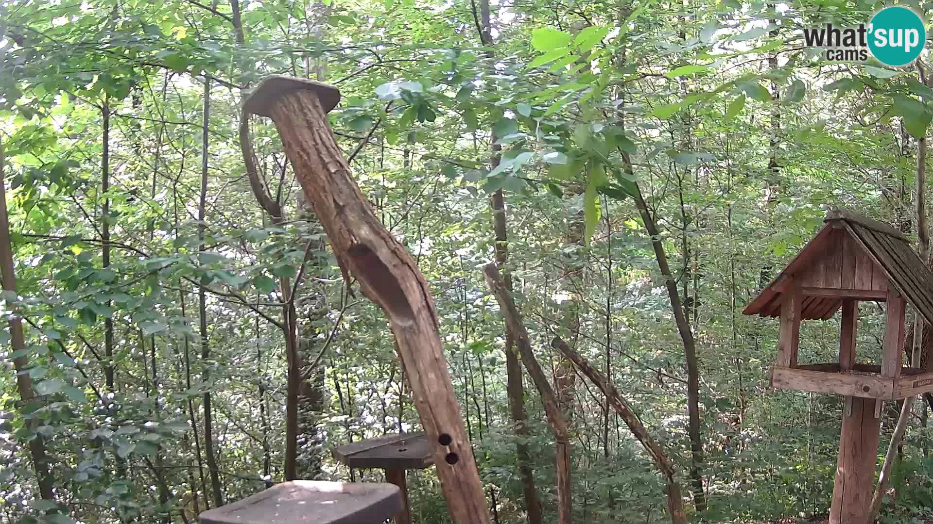 Bird feeders at ZOO Ljubljana webcam
