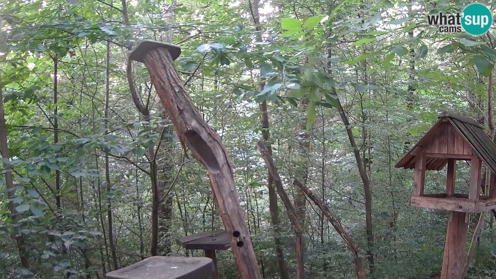 Mangiatoie per uccelli allo ZOO di Lubiana livecam