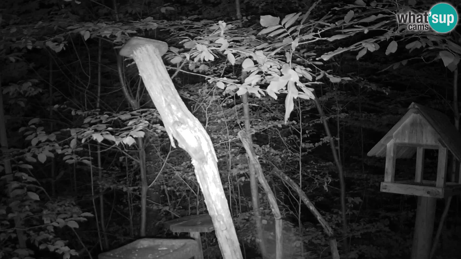 Mangeoires pour oiseaux au ZOO live webcam Ljubljana
