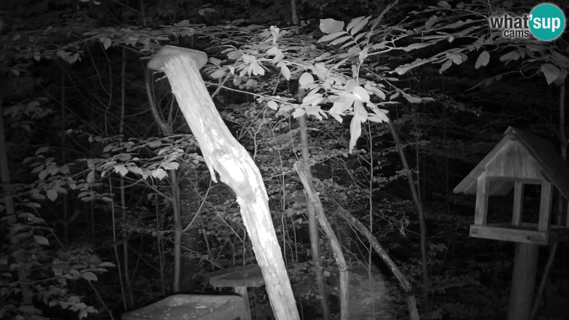 Bird feeders at ZOO Ljubljana webcam