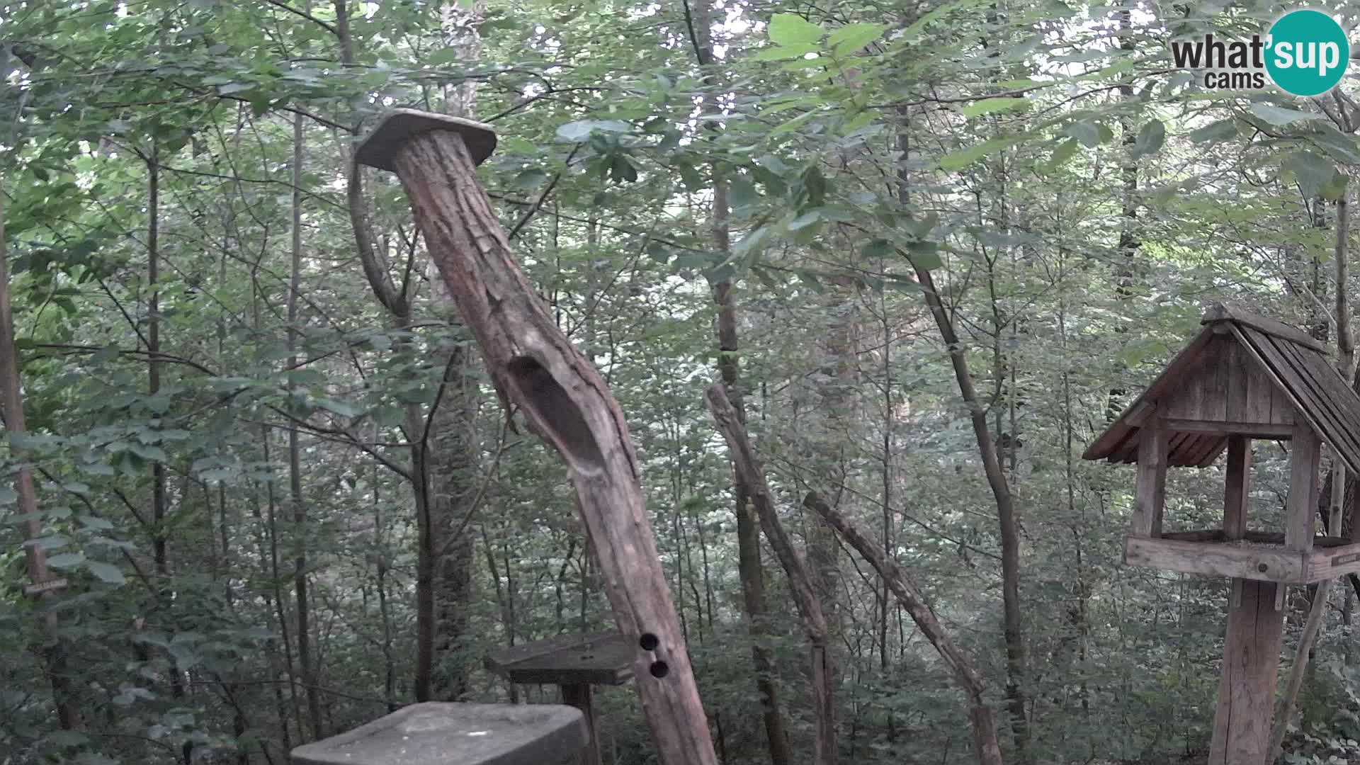 Krmilnice za ptiče v ZOO Ljubljana spletna kamera