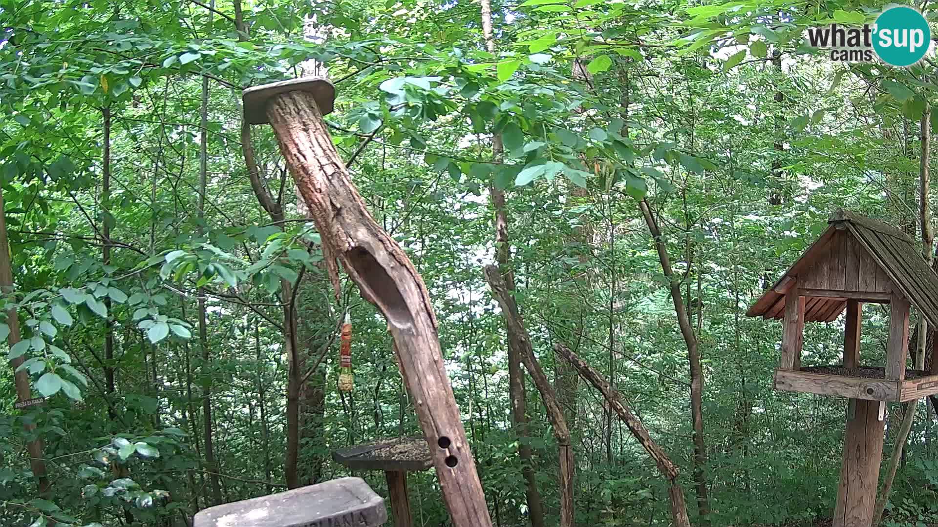 Bird feeders at ZOO Ljubljana webcam