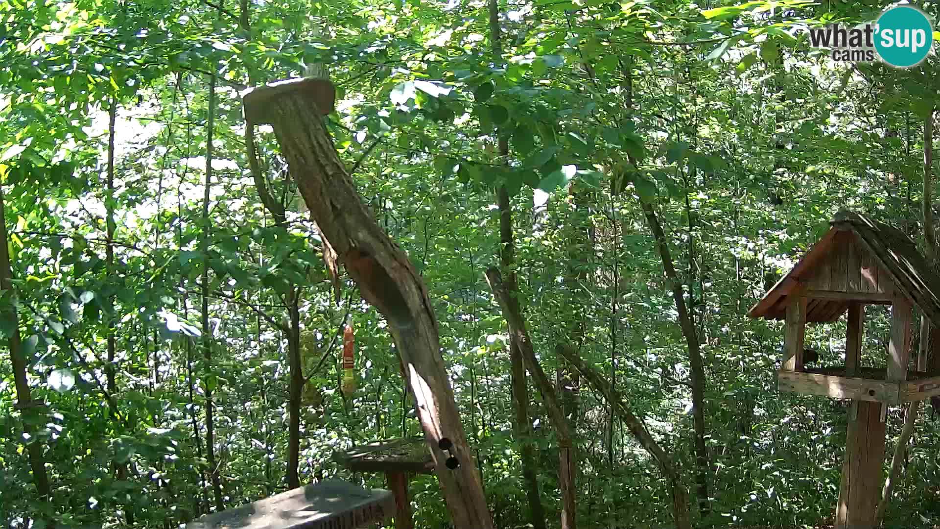 Comederos para pájaros en ZOO Ljubljana camera en vivo