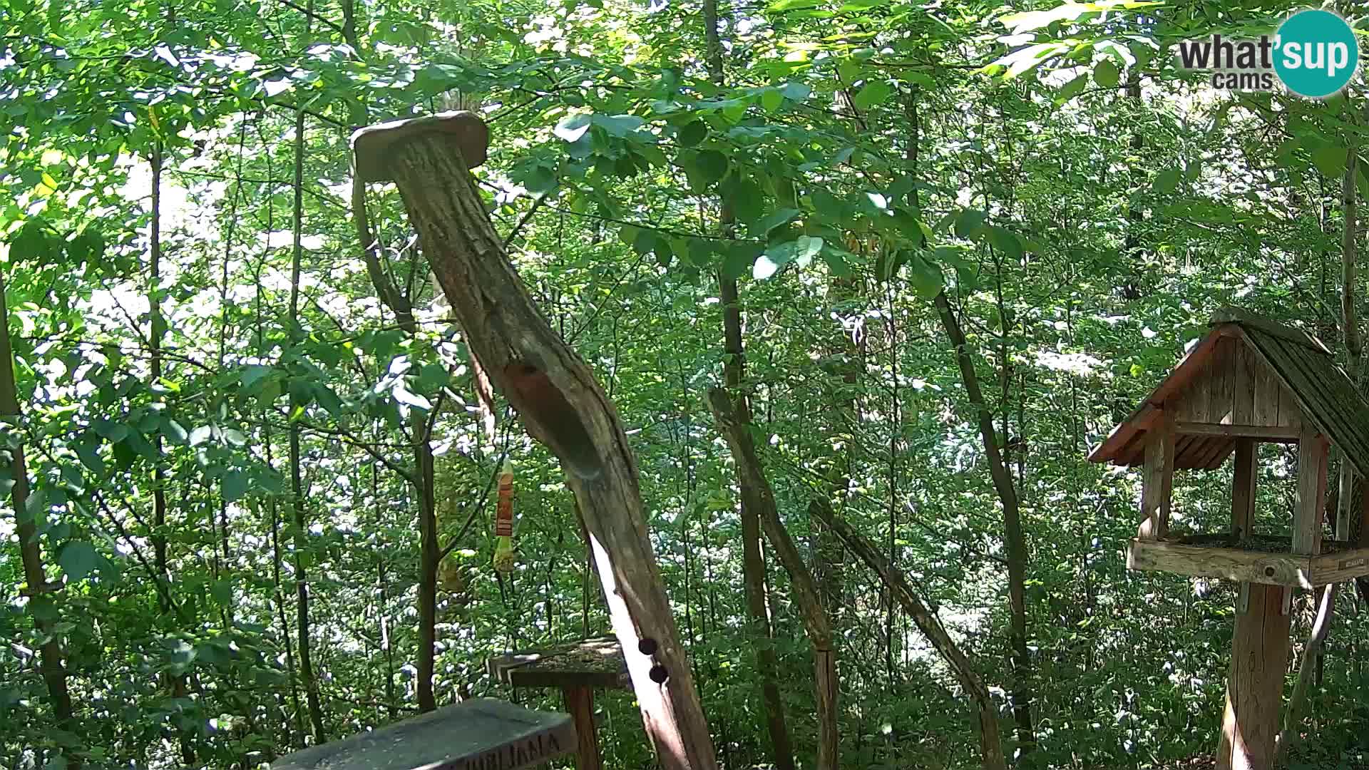 Mangeoires pour oiseaux au ZOO live webcam Ljubljana