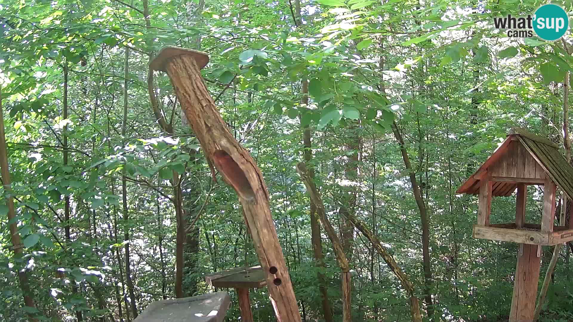 Bird feeders at ZOO Ljubljana webcam