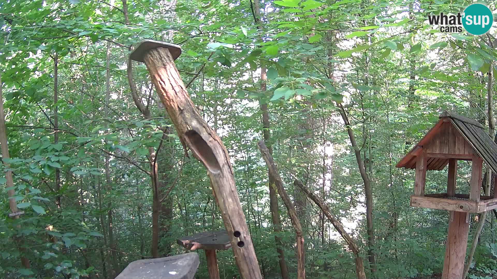Bird feeders at ZOO Ljubljana webcam