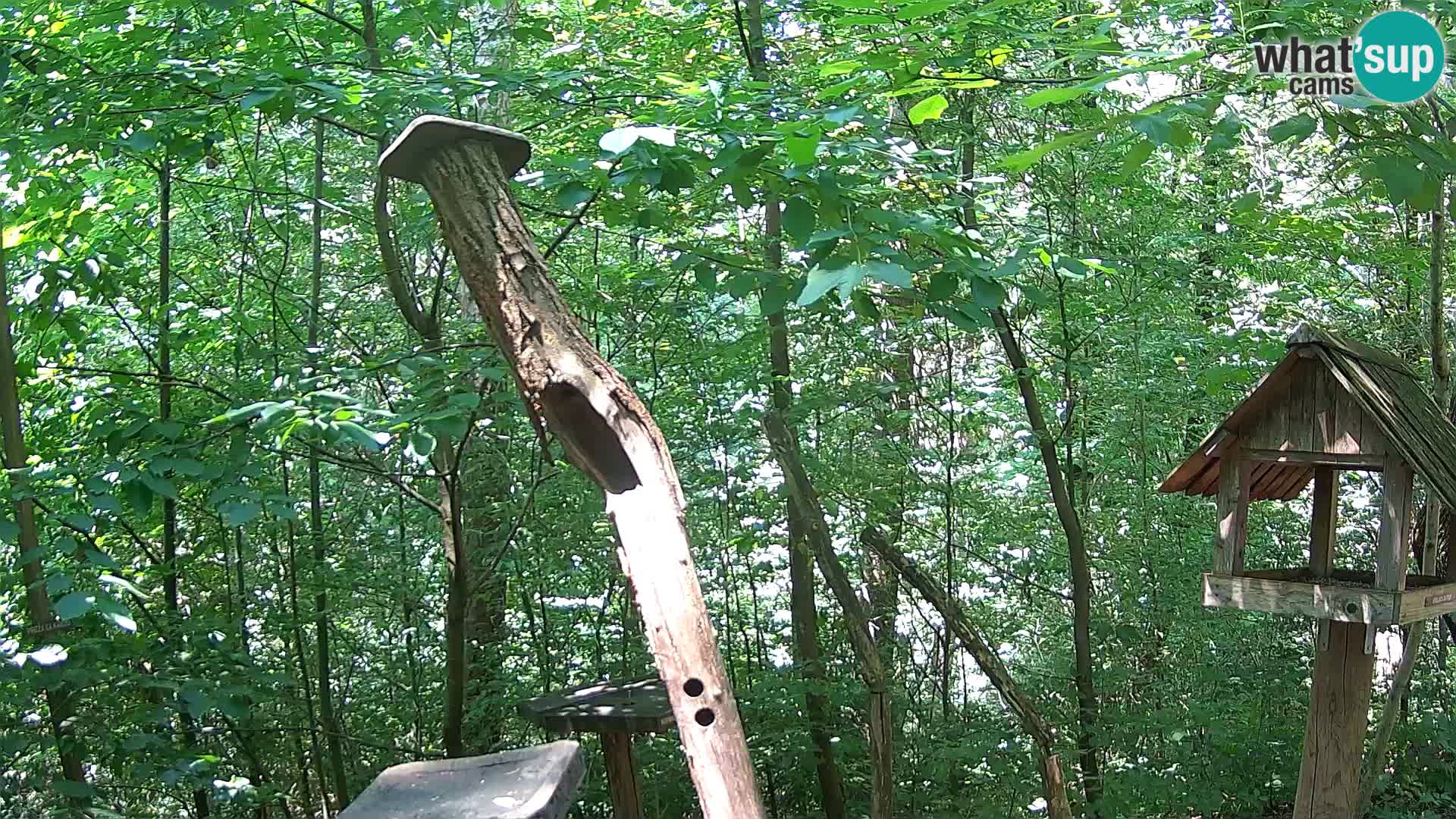 Bird feeders at ZOO Ljubljana webcam