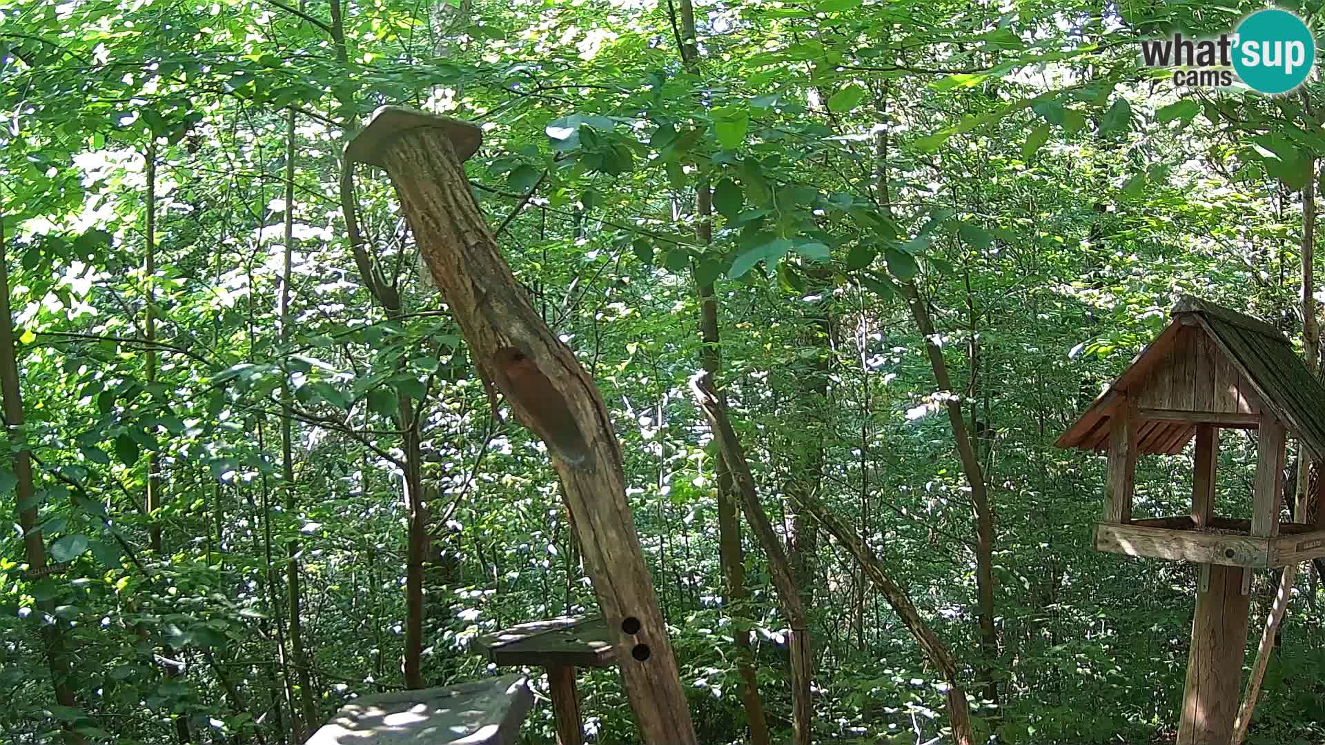 Hranilice za ptice u ZOO web kamera Ljubljana