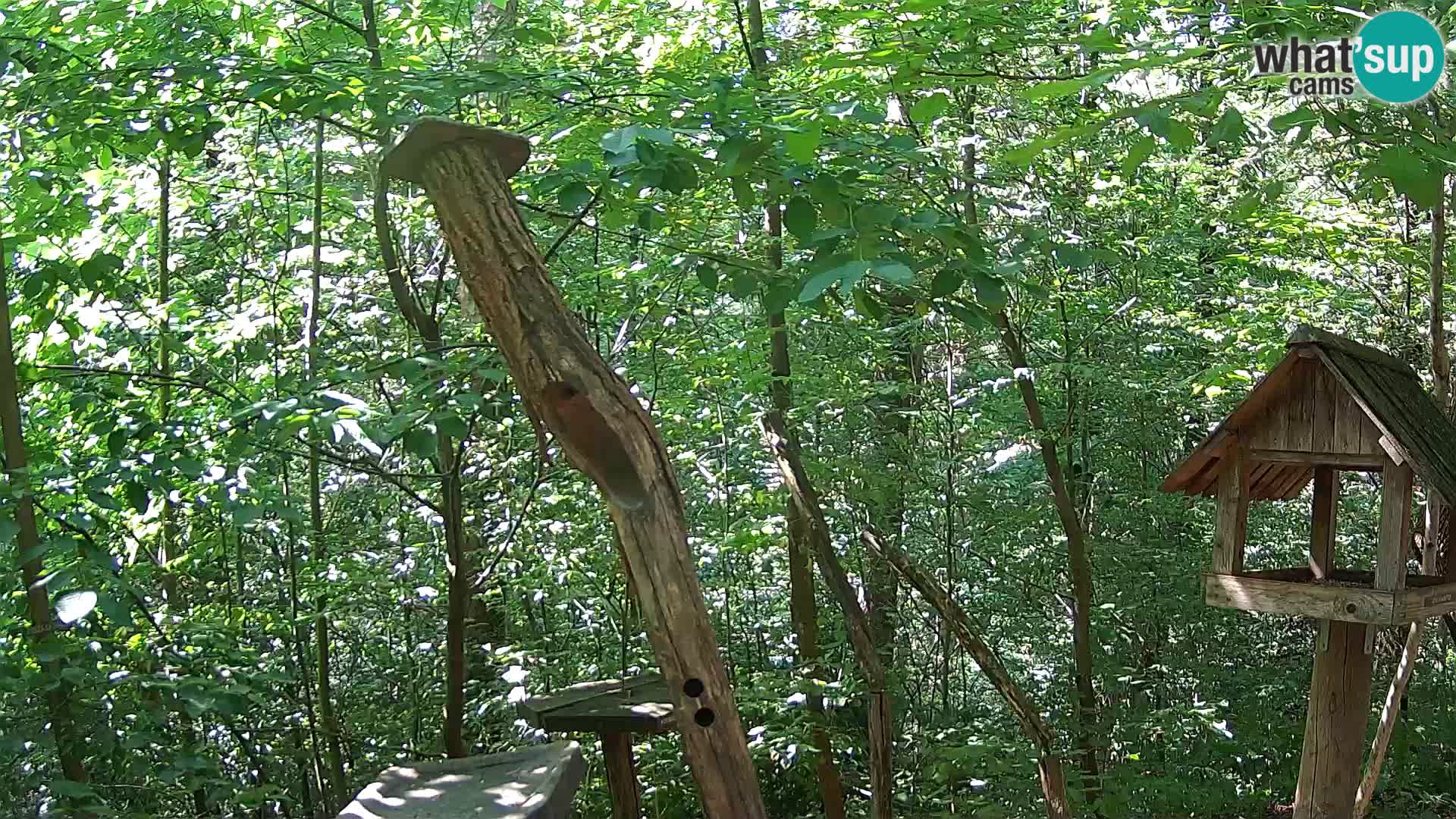 Bird feeders at ZOO Ljubljana webcam
