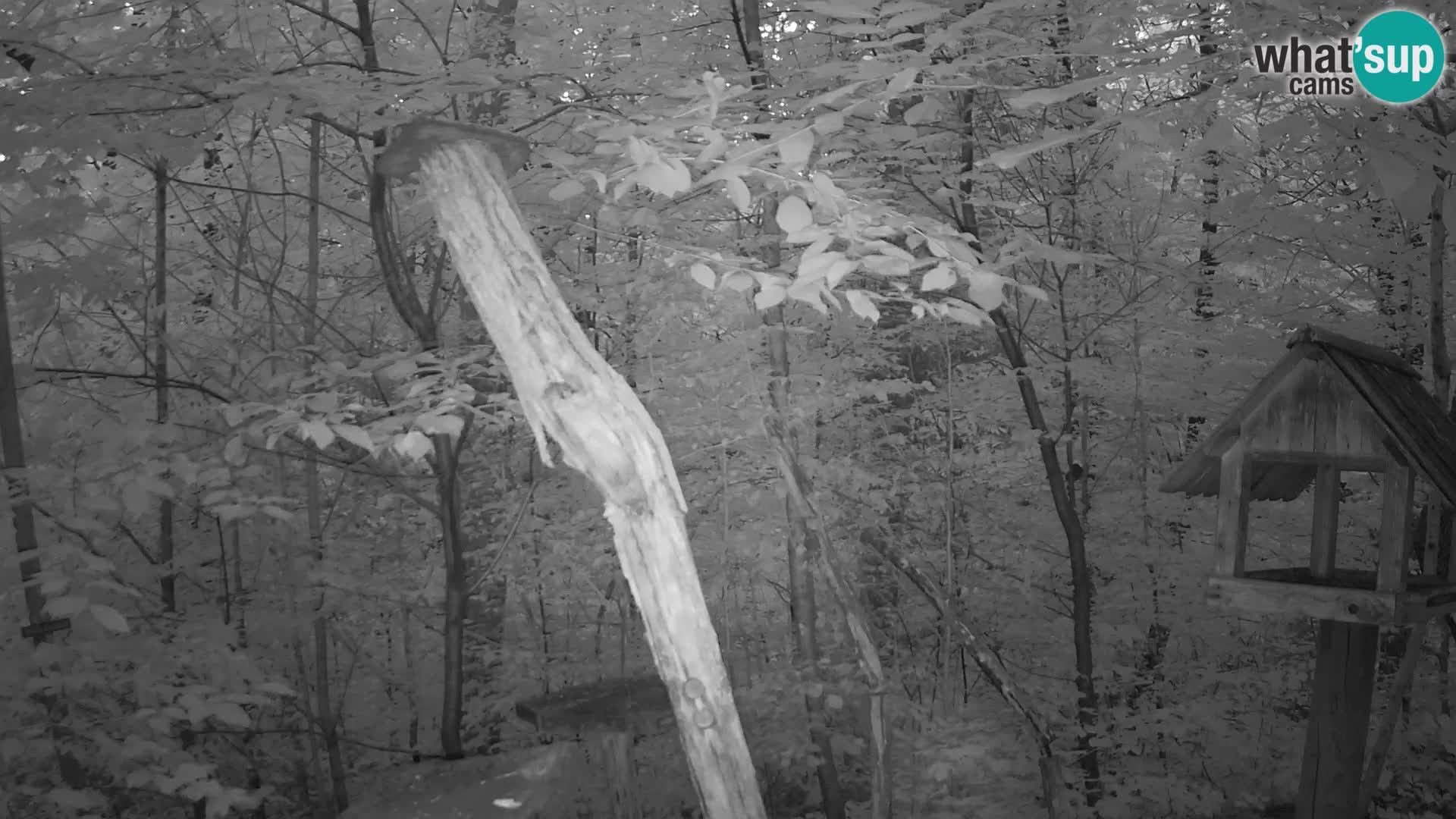 Mangiatoie per uccelli allo ZOO di Lubiana livecam