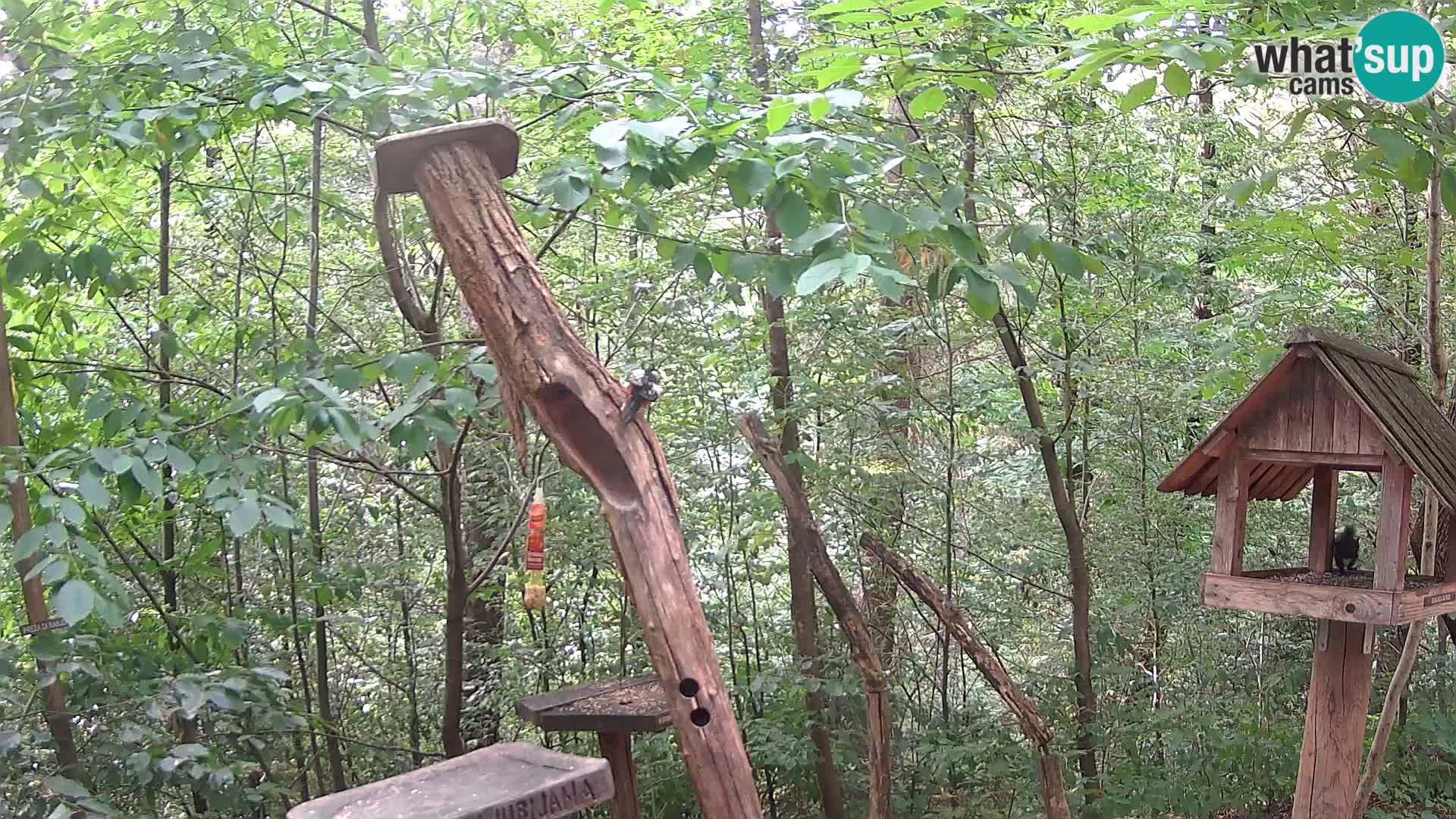 Mangiatoie per uccelli allo ZOO di Lubiana livecam