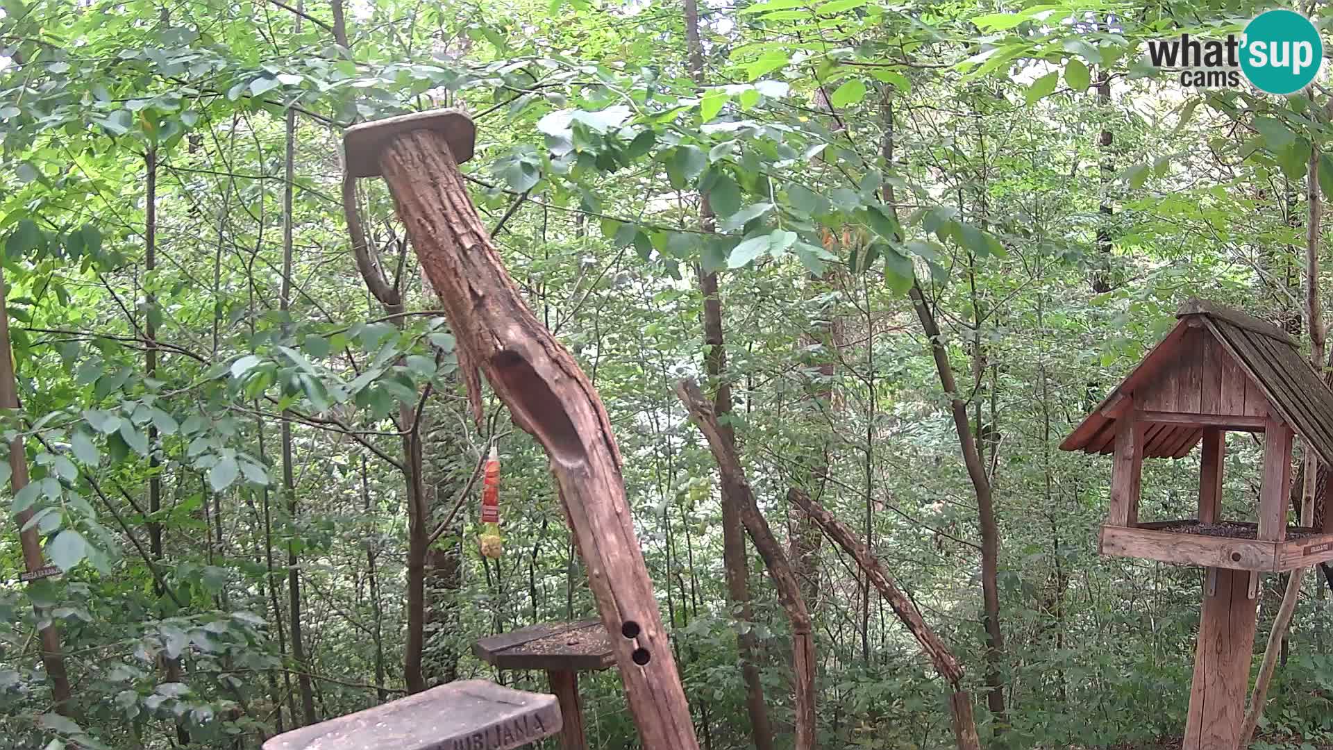 Bird feeders at ZOO Ljubljana webcam
